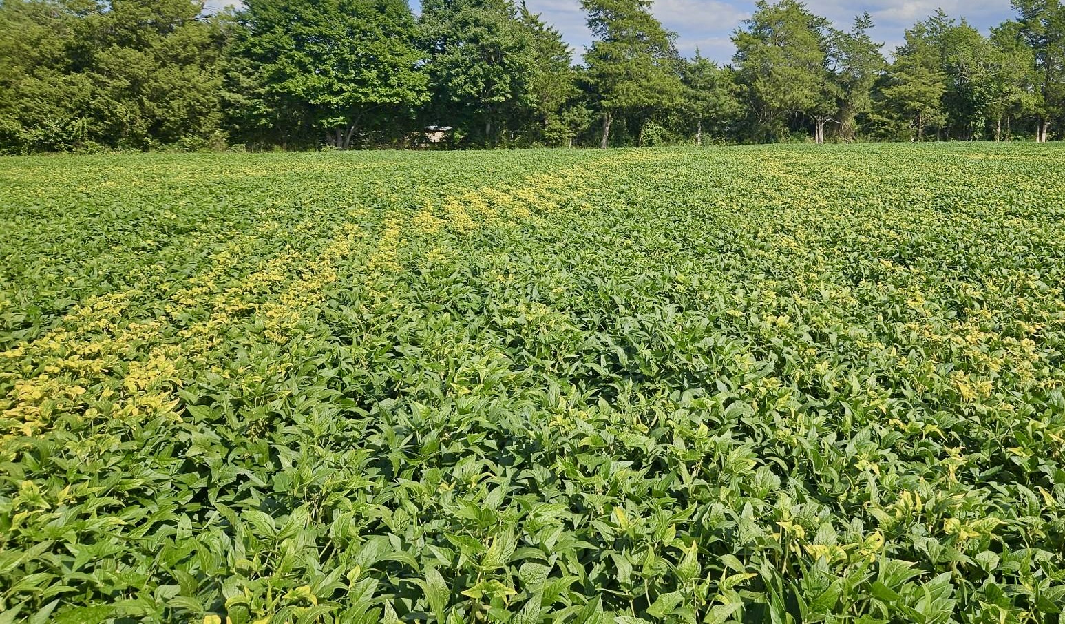 Photo of a soybean field with a pattern of yellow/chlorotic leaves due to potassium deficiency.