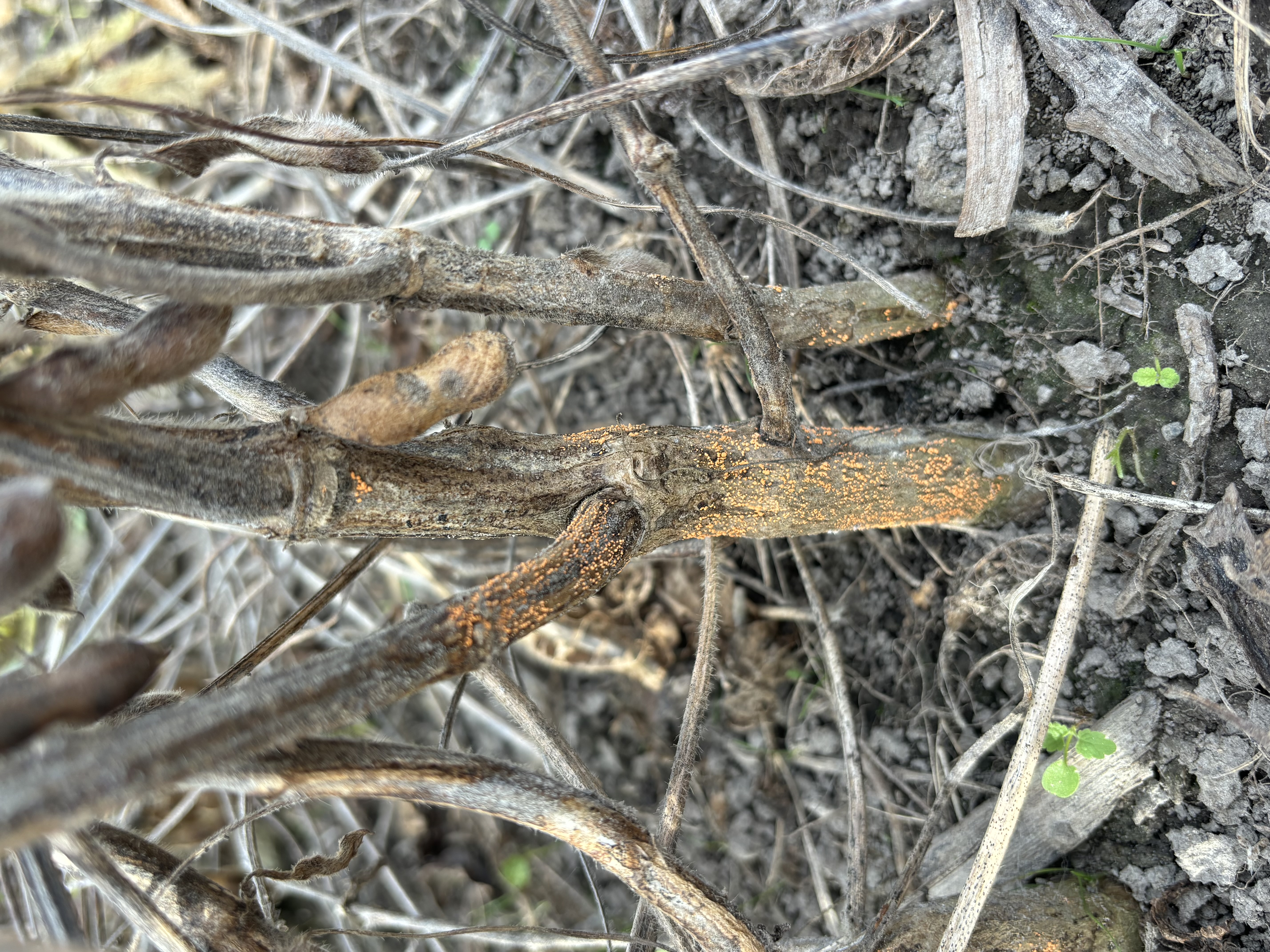 A dry soybean stem with red/orange masses growing on it.