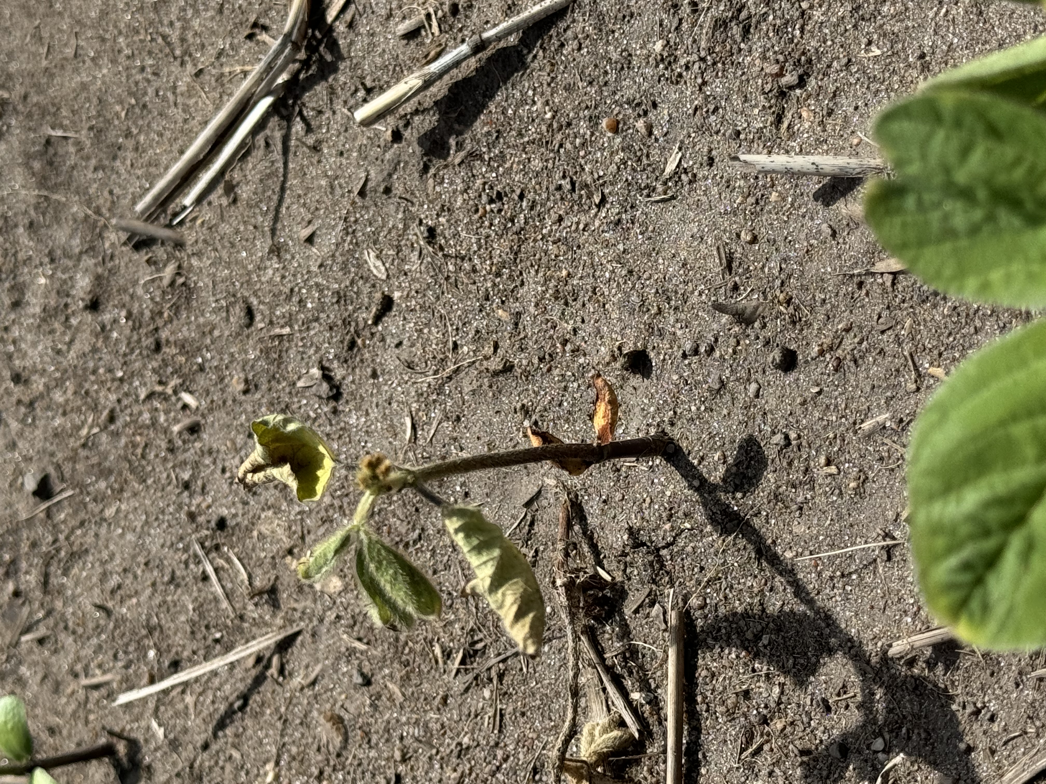 Photo of a soybean seedling that appears brown and dying.