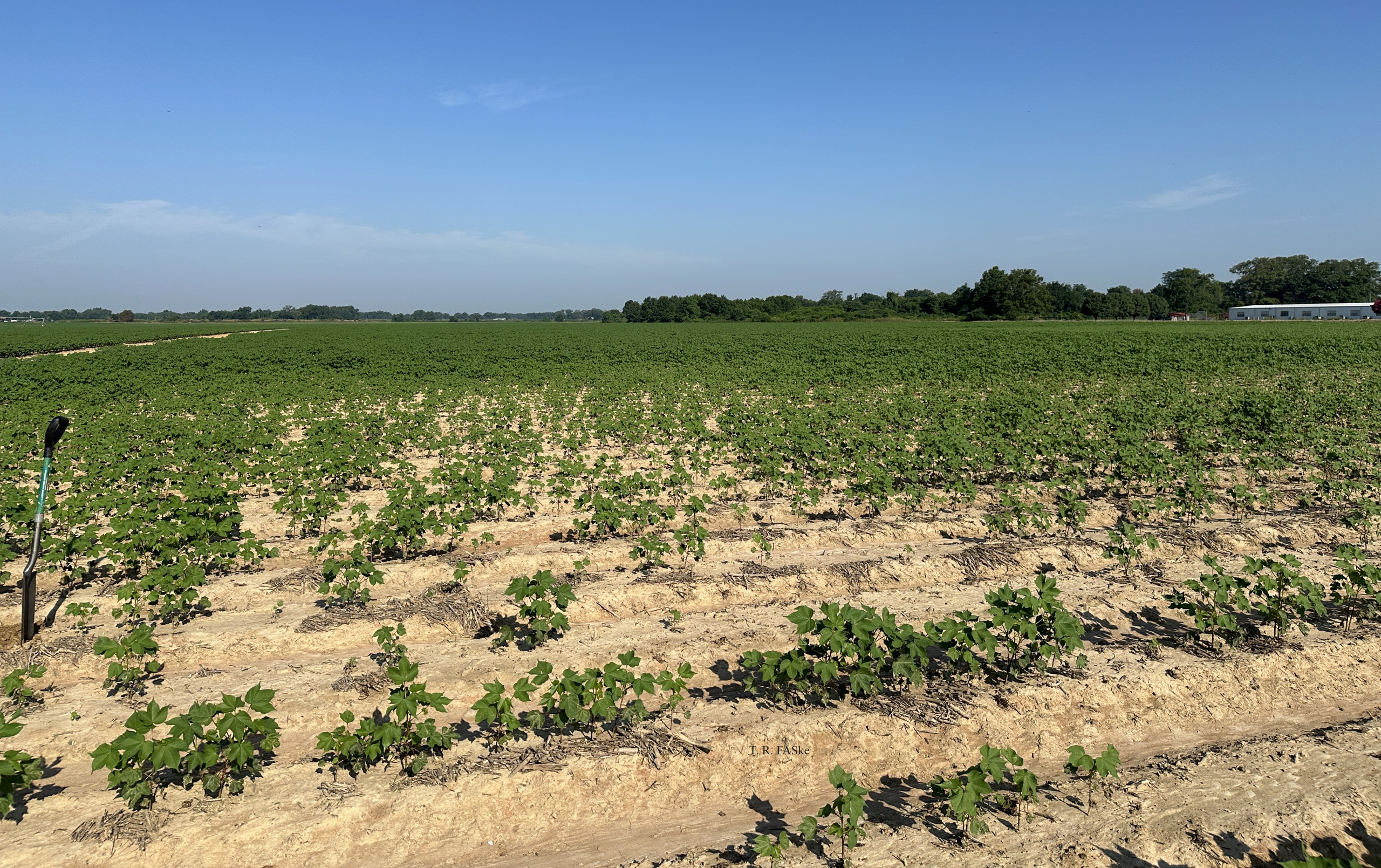 Reniform Nematode of Cotton