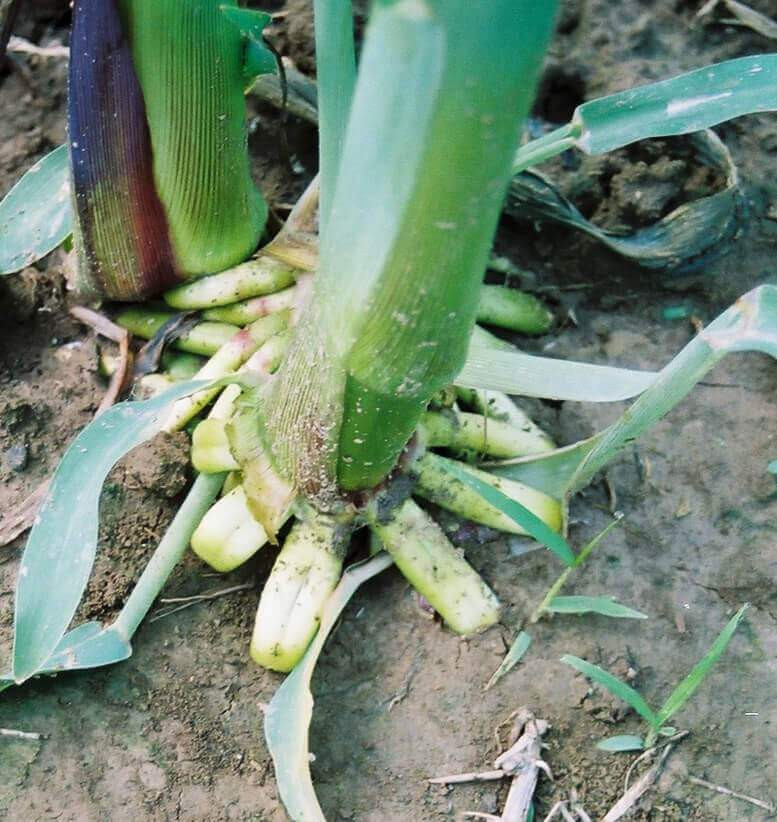 Plant Growth Regulator (HG 4) Herbicide Injury in Corn