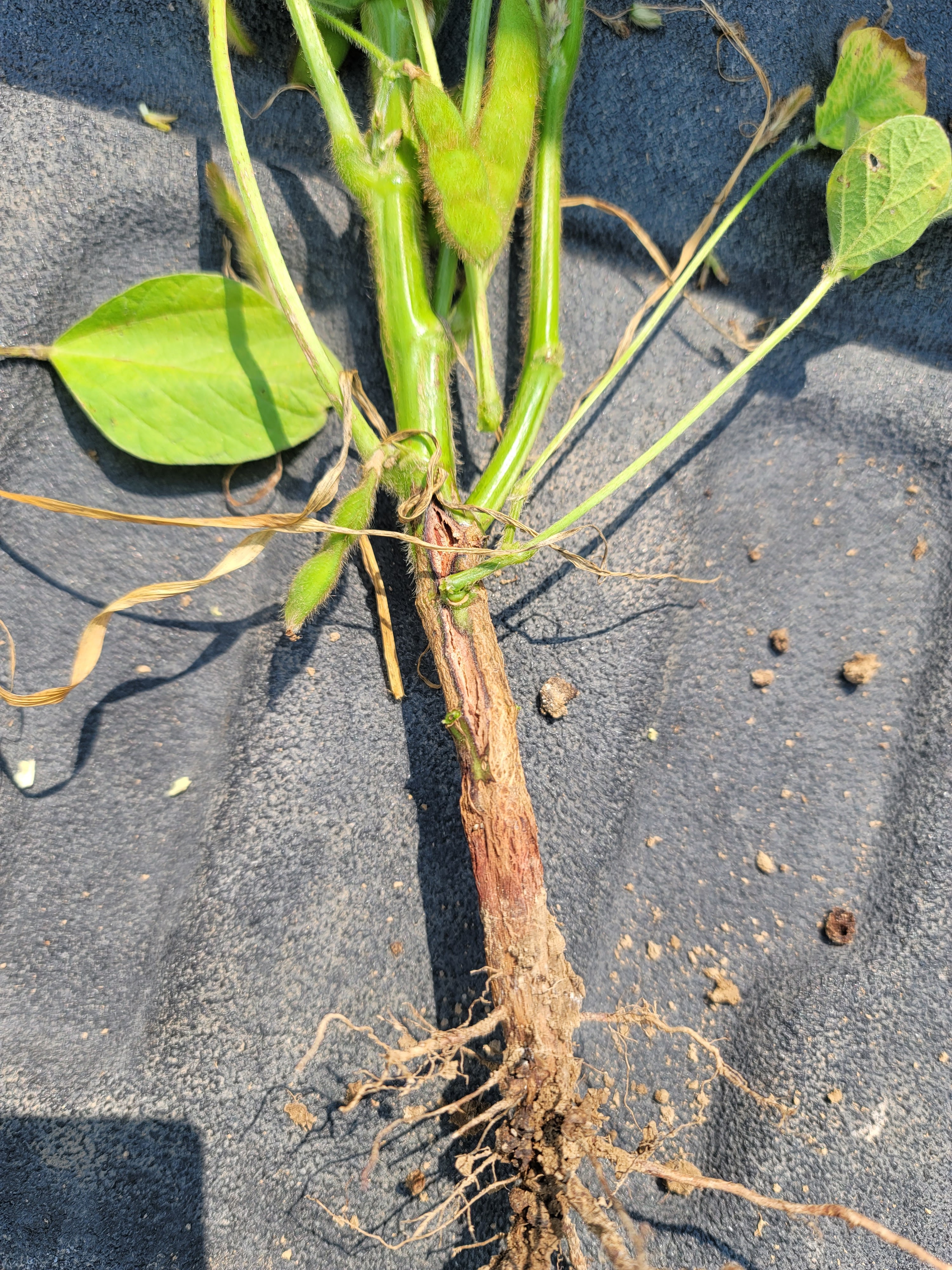 Photo of a soybean plant with the roots exposed showing symptoms of red crown rot.