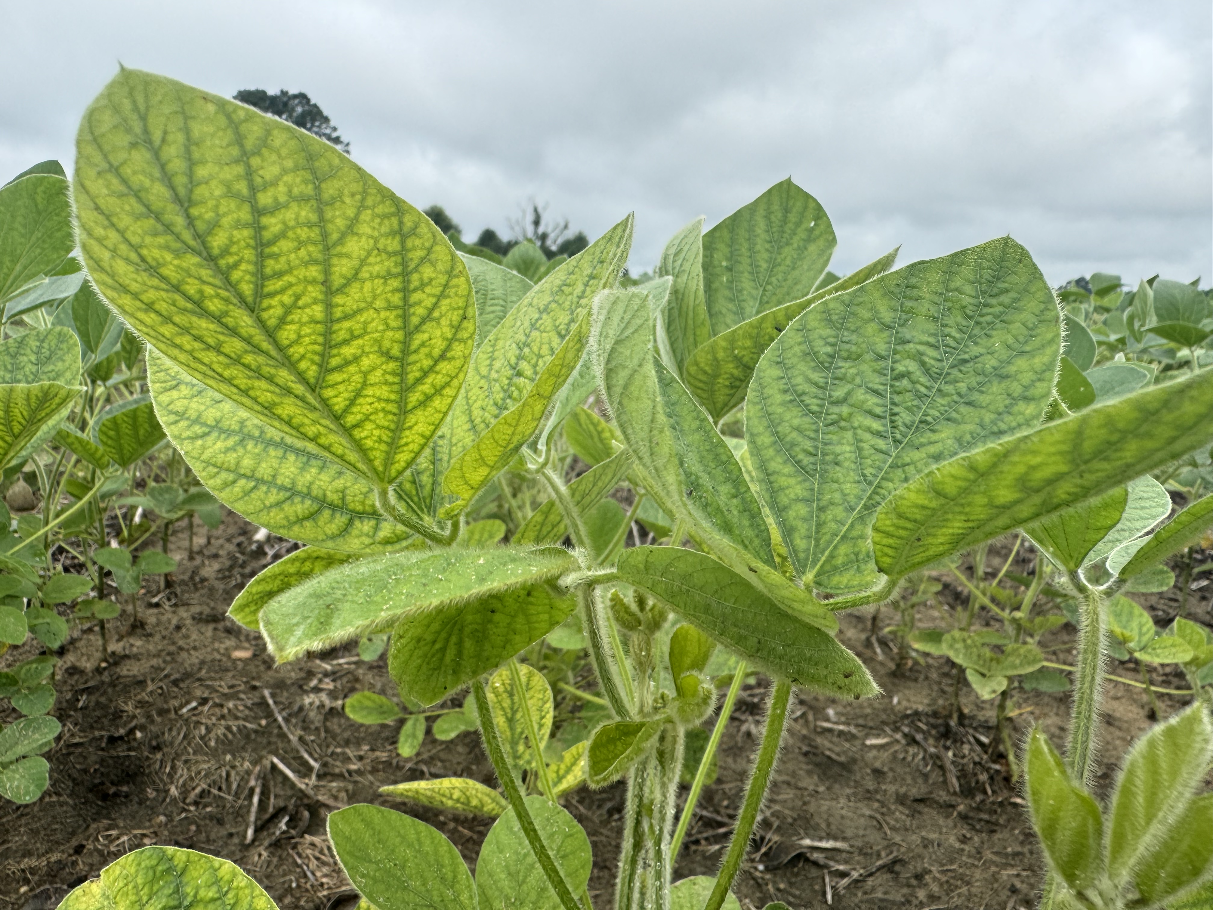 Side photo of a R2 soybean plant displaying signs of a Mn deficiency. The interveinal chlorosis is very evident and bright, with the veins of the soybean a darker green than in between the veins.