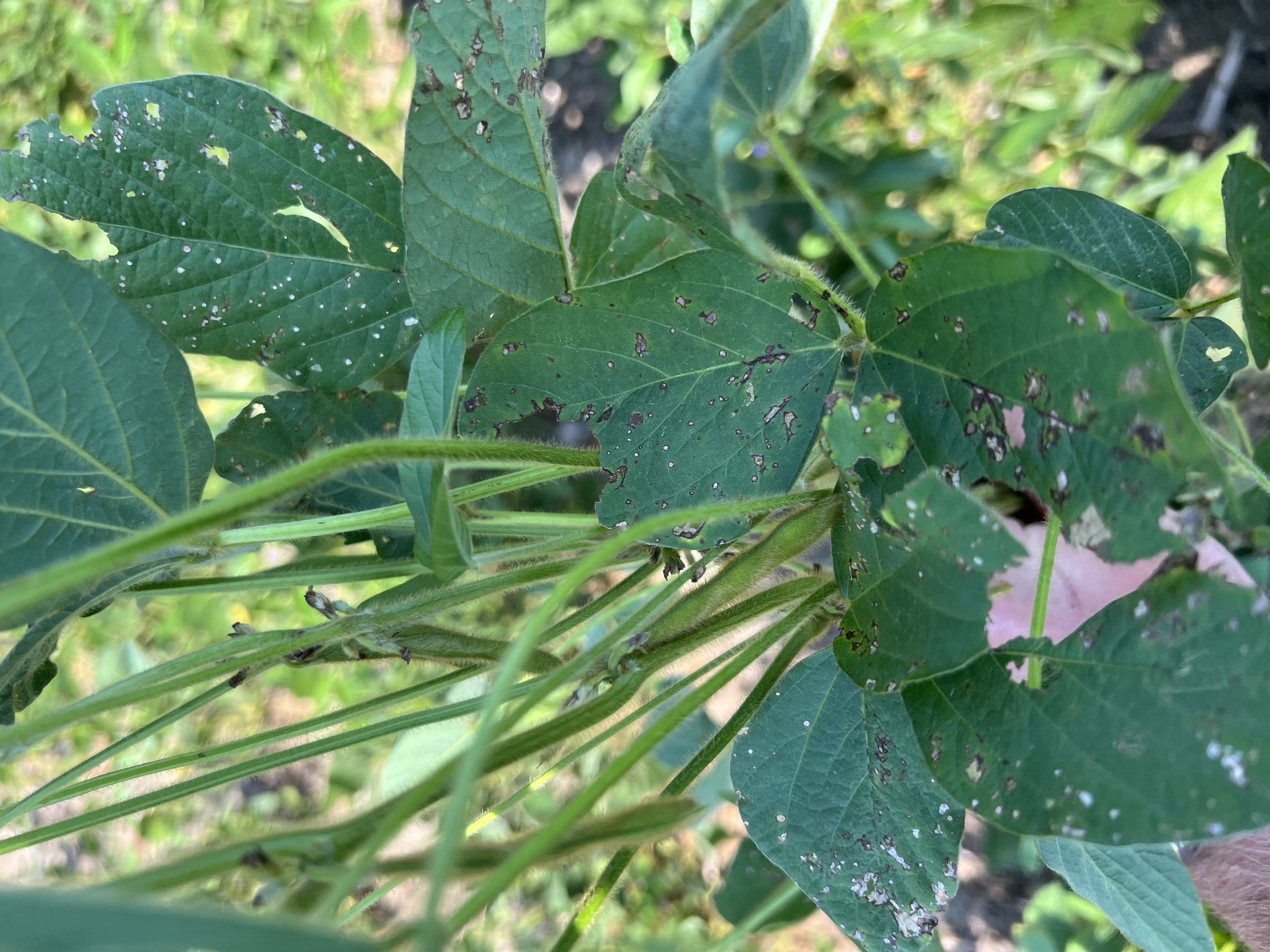 Photo of a soybean plant showing symptoms of Frogeye Leaf Spot.