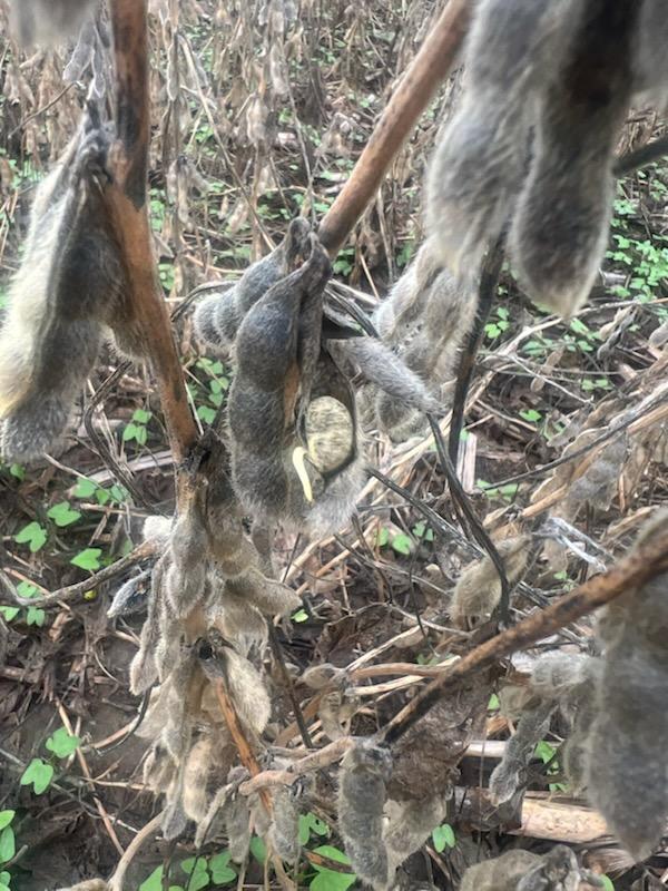 Photo of soybean seeds that have sprouted in the pods.