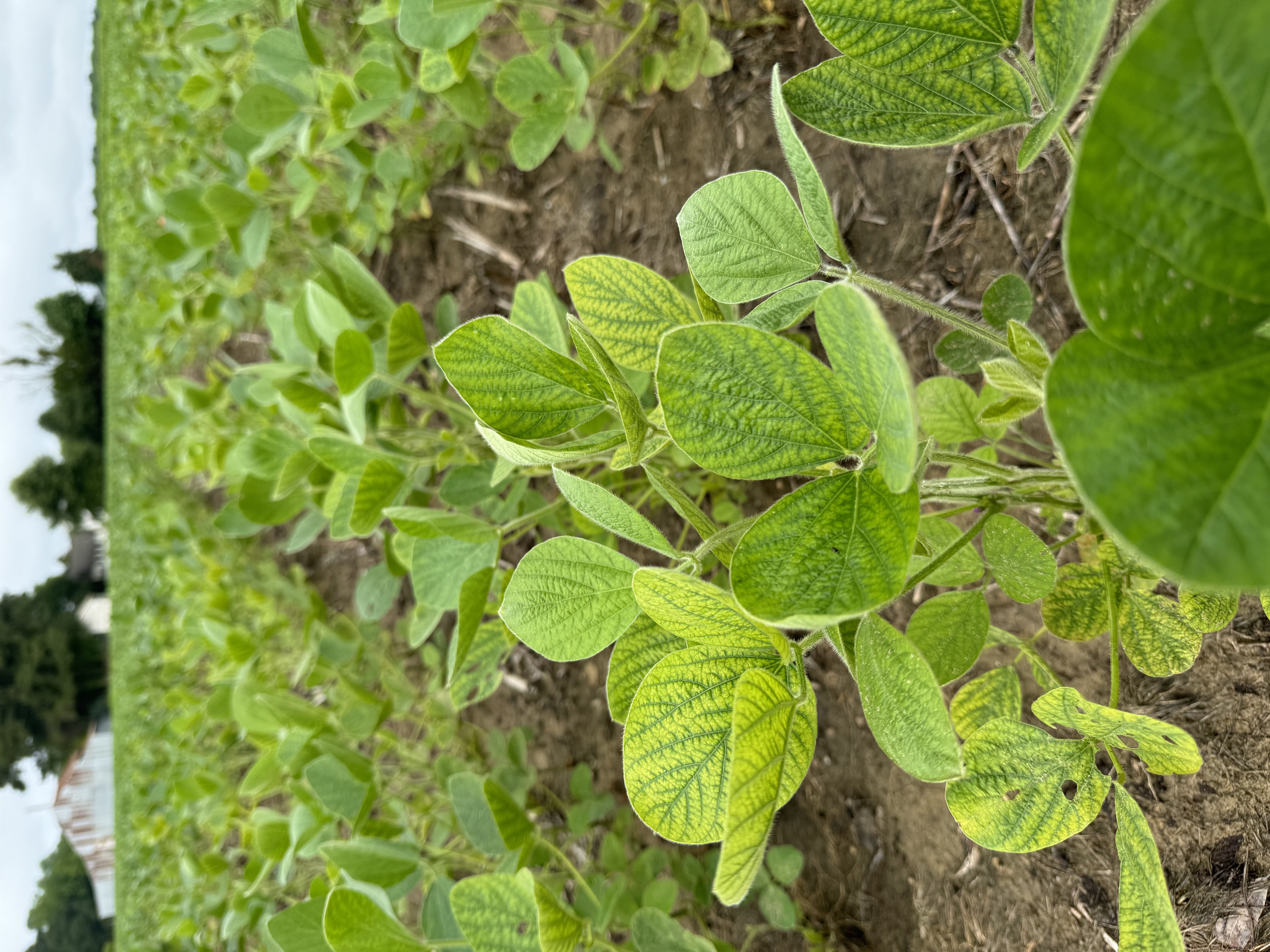 Photo looking down a row of R2 soybeans displaying manganese deficiency.