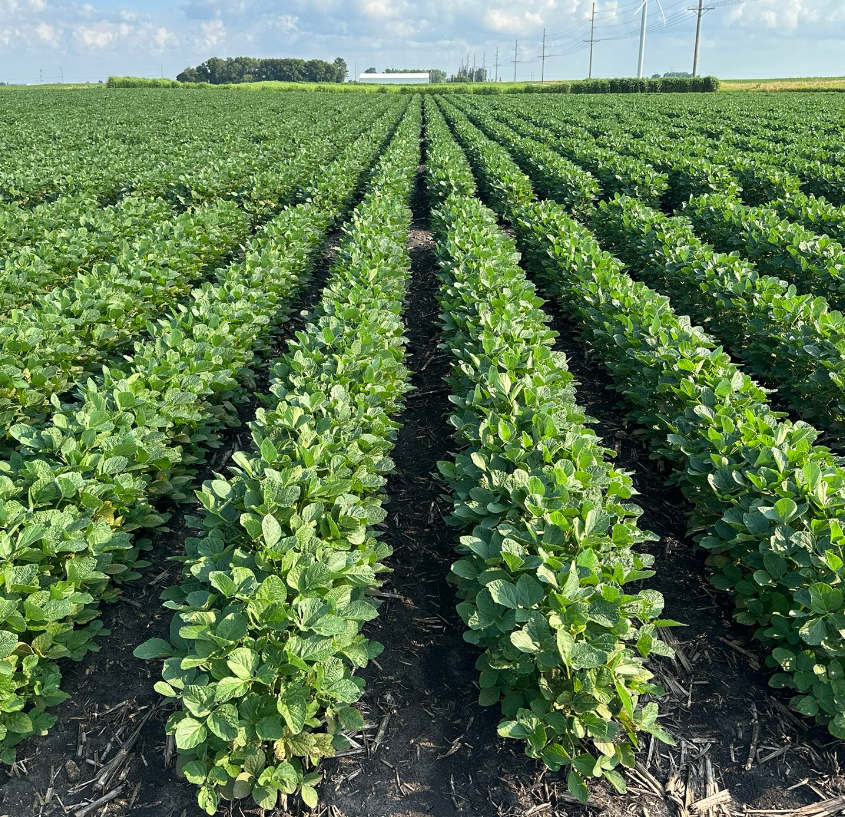 Photo of a soybean field showing defoliation by Japanese Beetles.