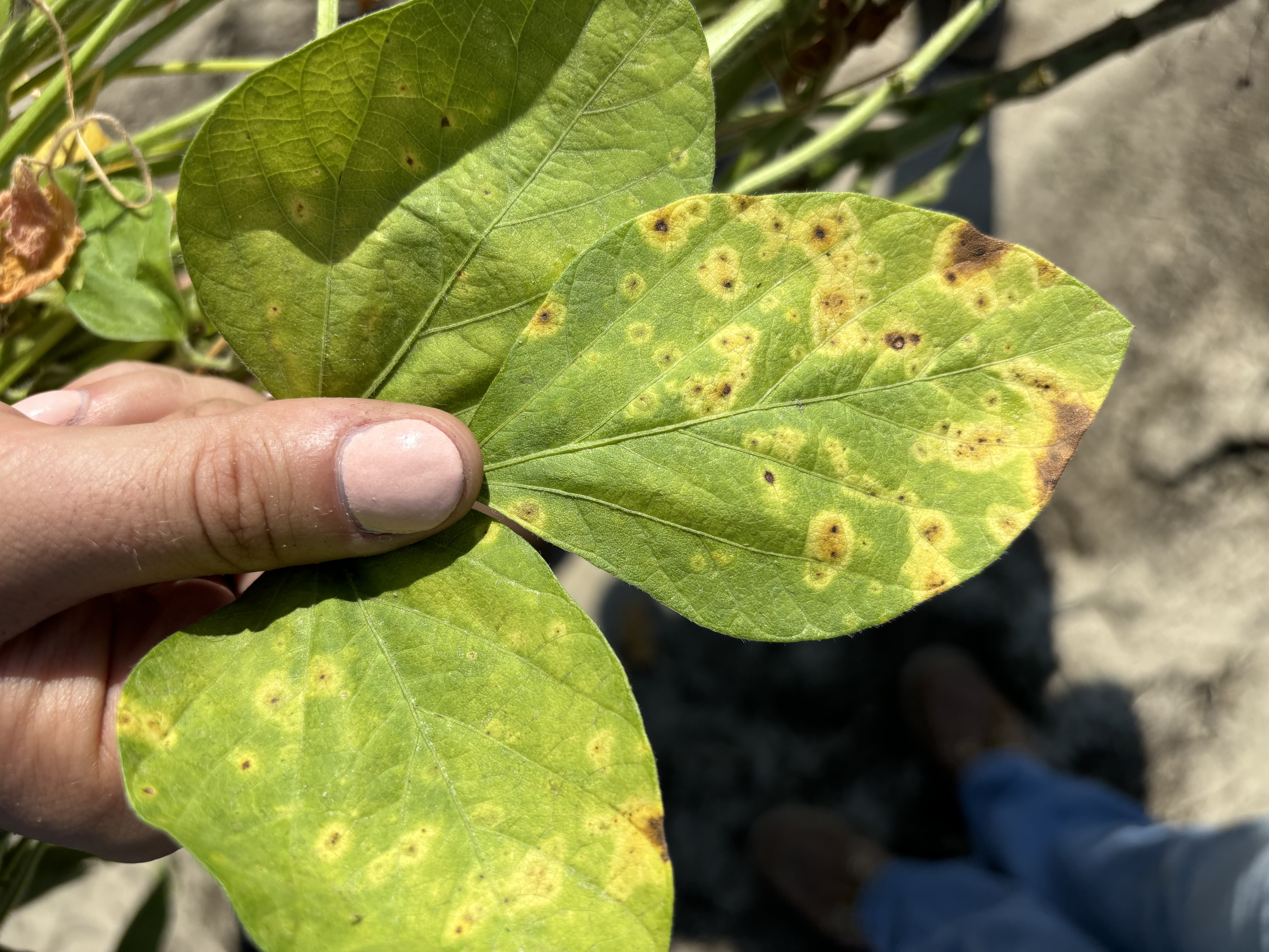 A soybean trifoliate being held by a hand that is showing yellow/brown discoloration due to Southern Blight.