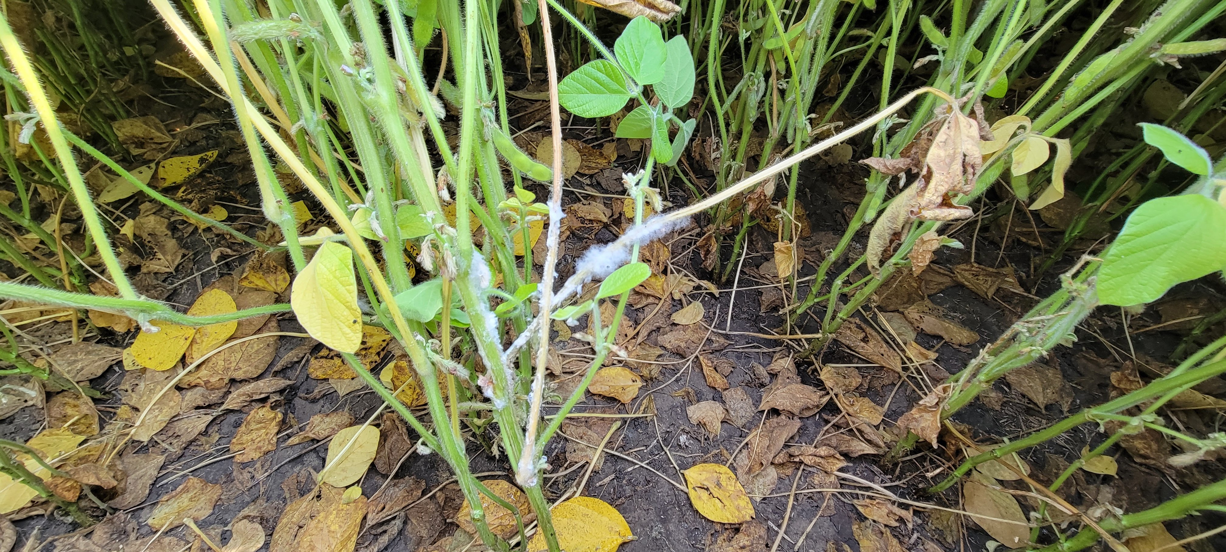 Photo of a soybean plant with white mold.