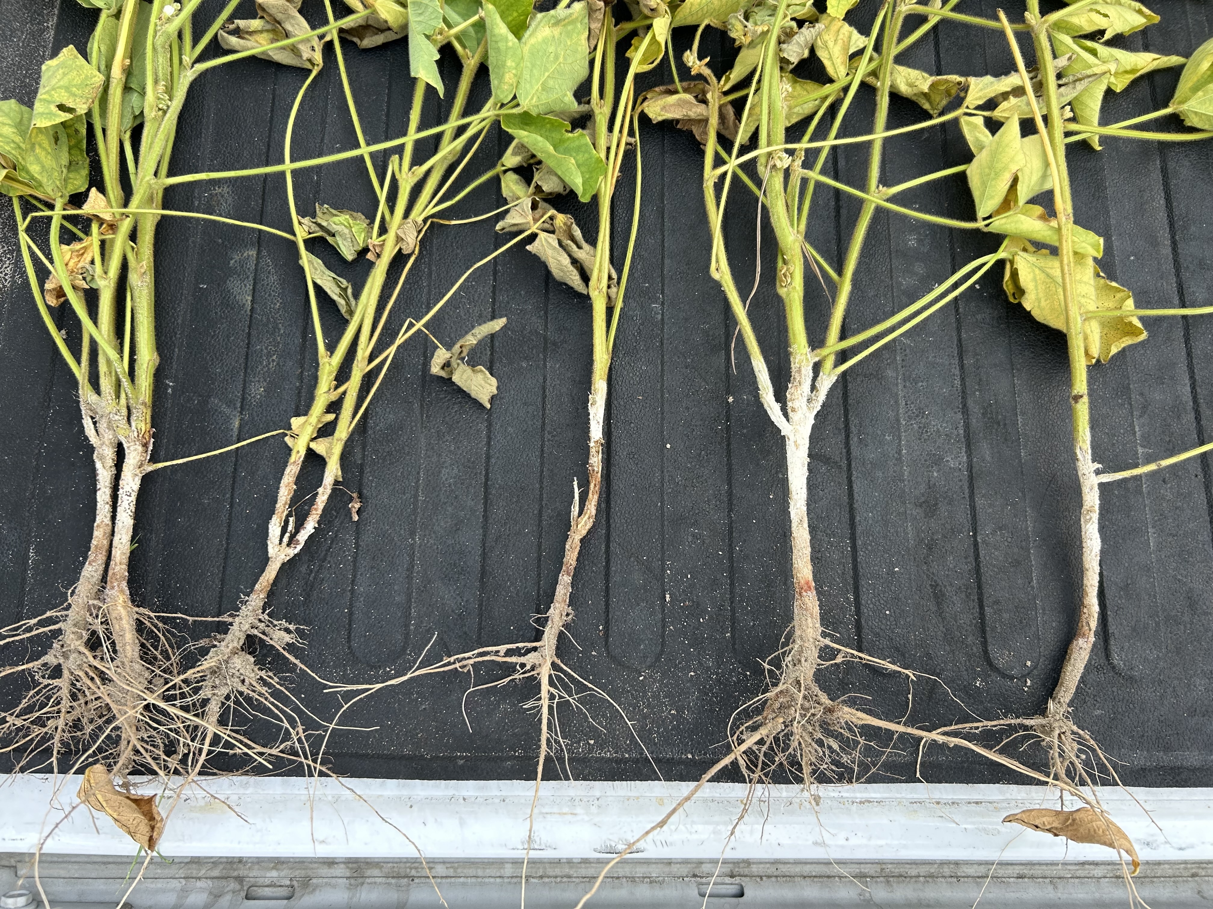 Photo of a soybean plants that have been uprooted showing symptoms of southern blight.