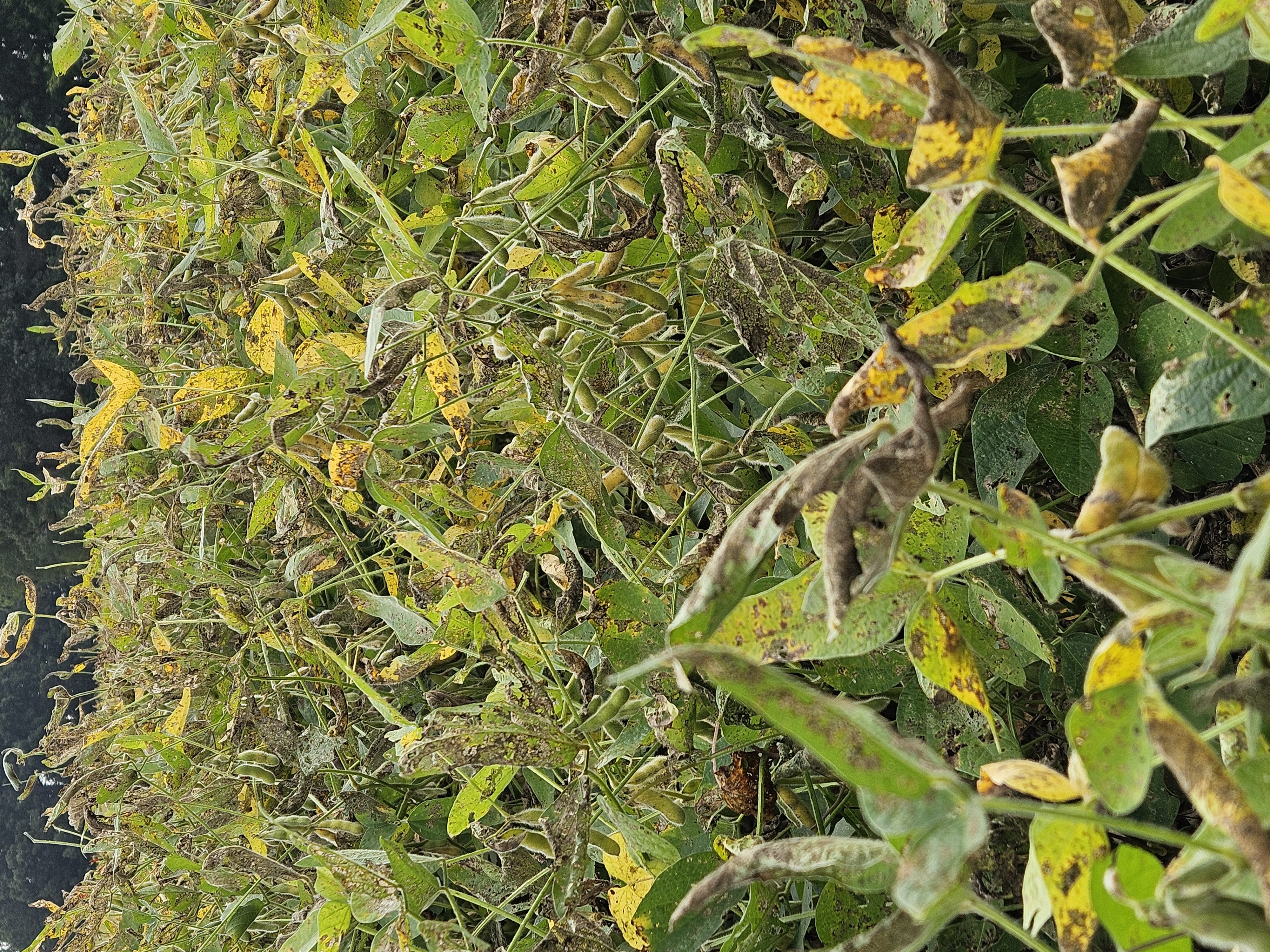 Photo of a soybean field with significant defoliation and yellowing due to Mexican Bean Beetle feeding.