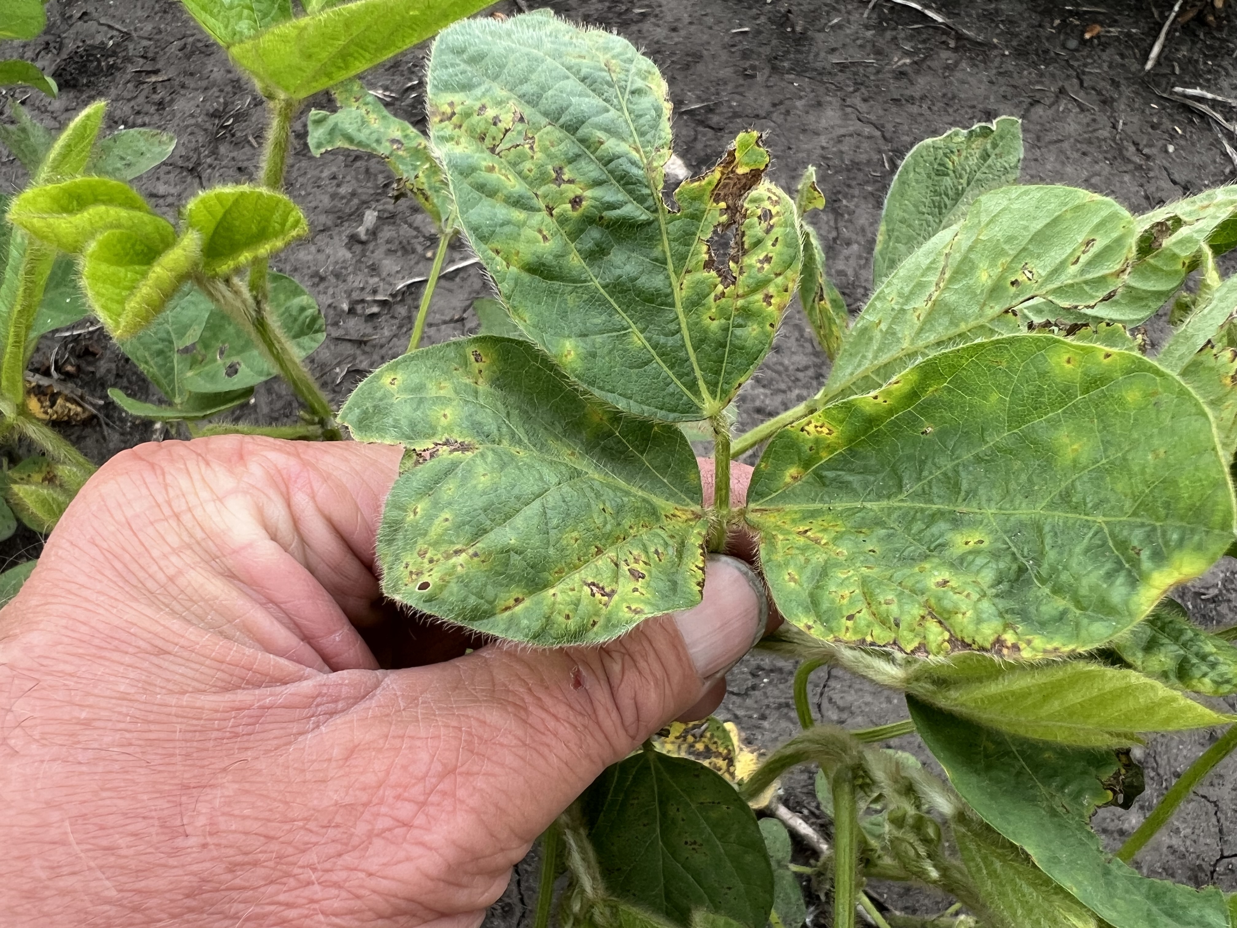 Photo of a hand holding a soybean trifoliate displaying many yellow halo lesions.