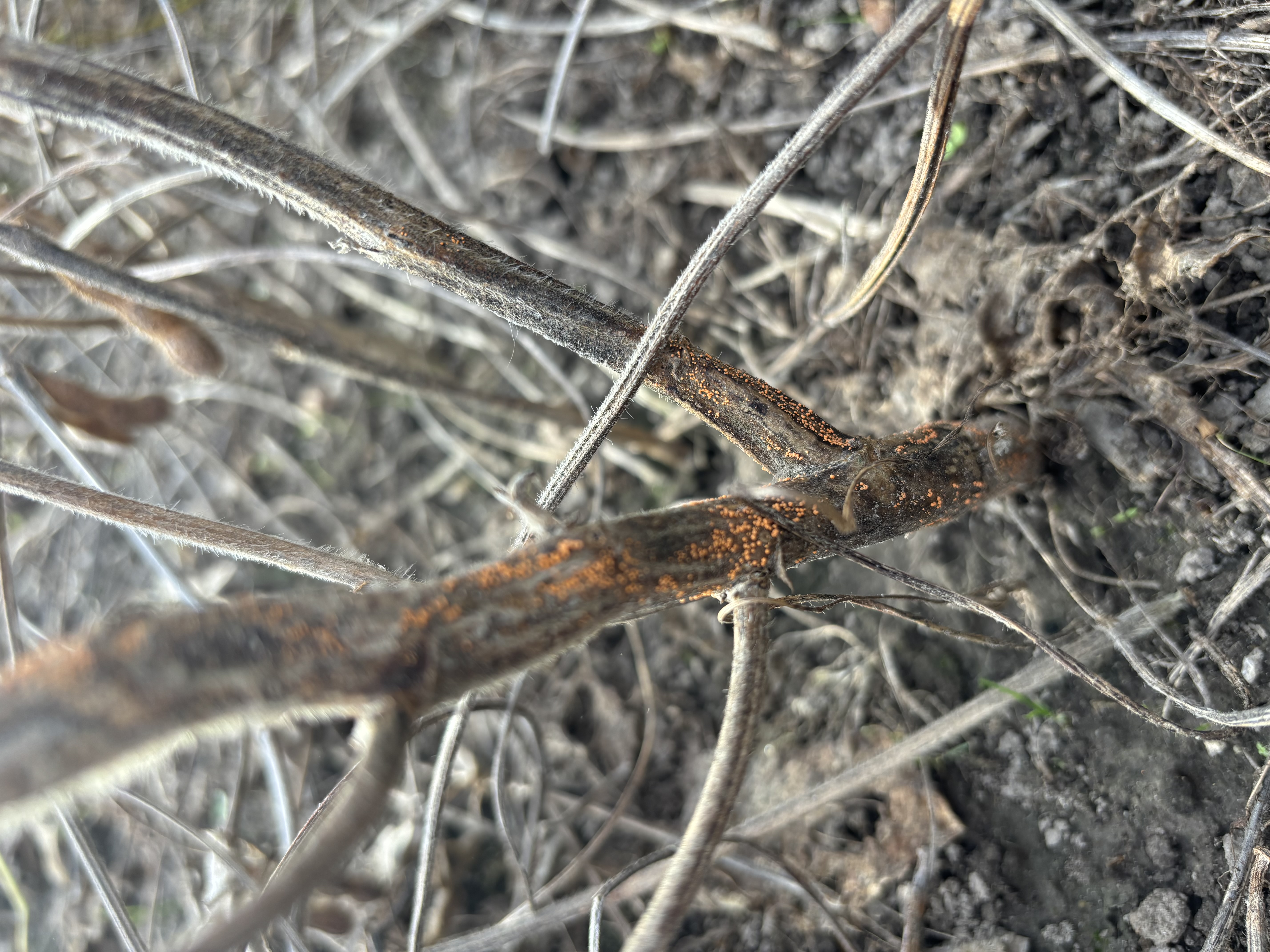 Photo of a mature soybean stem with spherical red/orange masses due to slime mold.