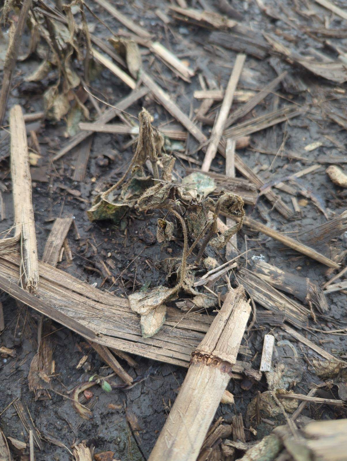 Photo of young soybeans completely necrotic after a flood.