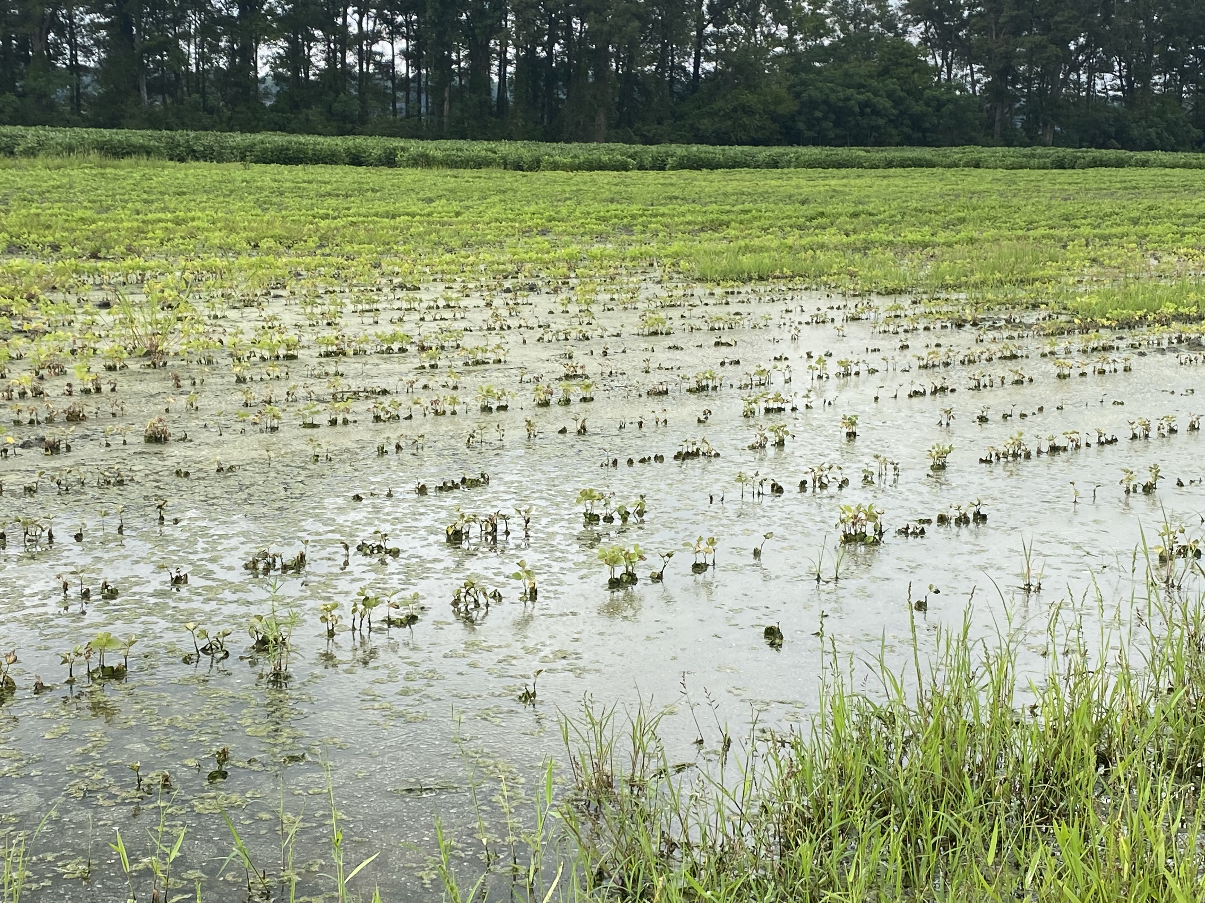 A field of flooded soybeans.