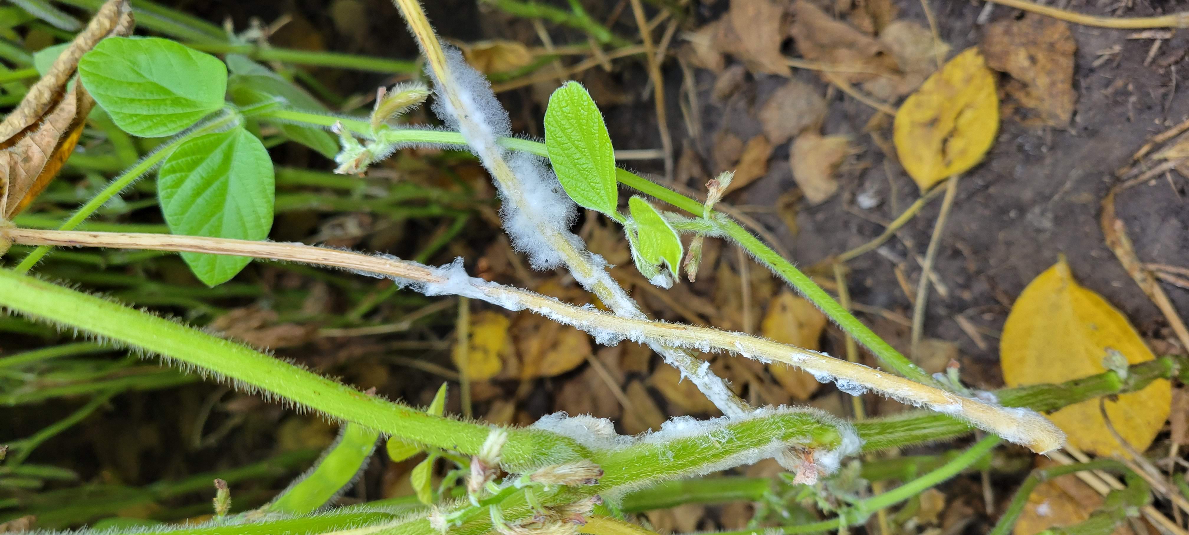 Photo of a soybean plant with white mold.