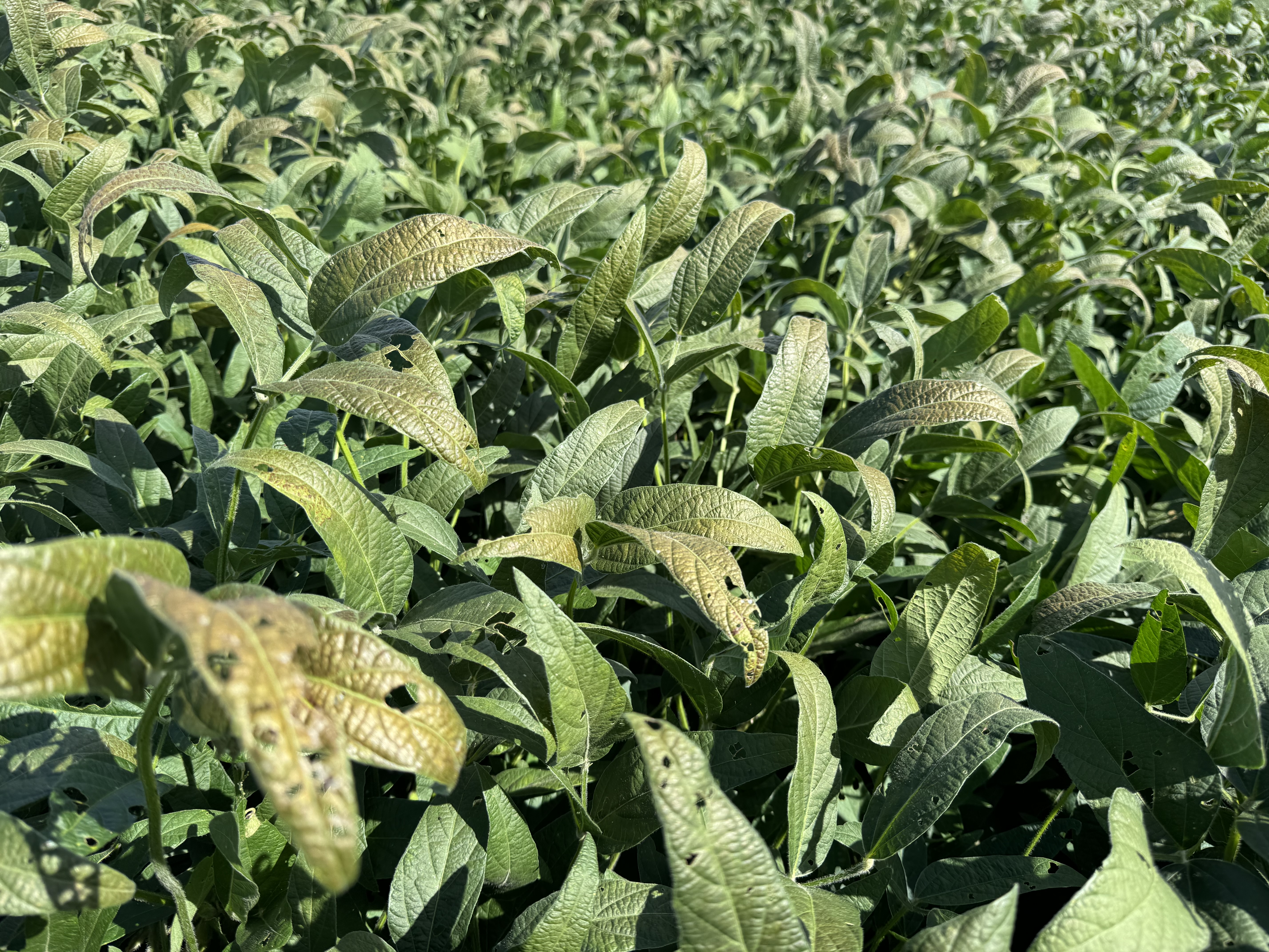 Photo showing a soybean field with many leaves showing purple/bronze discoloration due to Cercospora Leaf Blight.