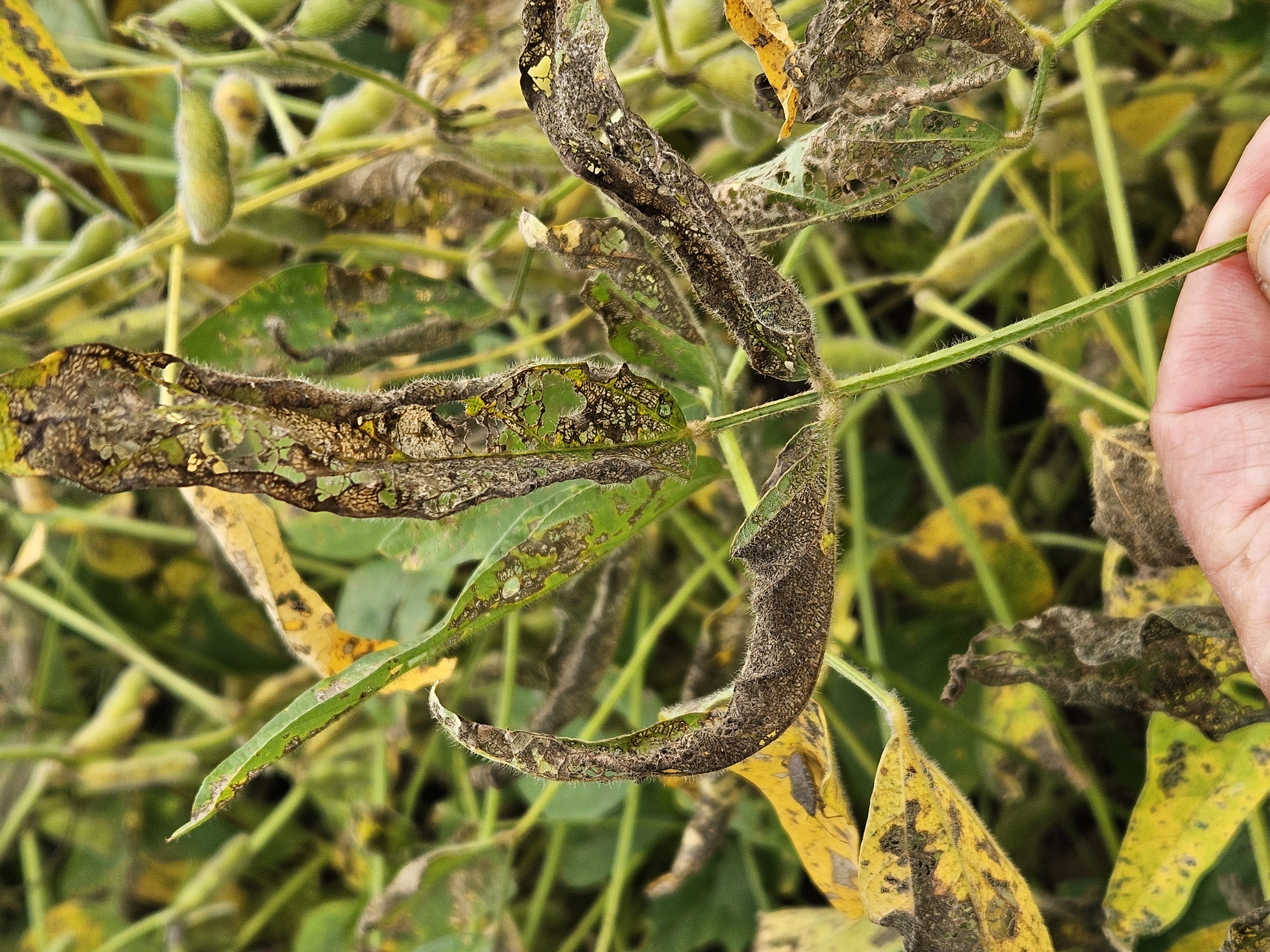 Photo of a hand (most of the hand is cut off) holding up a defoliated and dead soybean leaf.