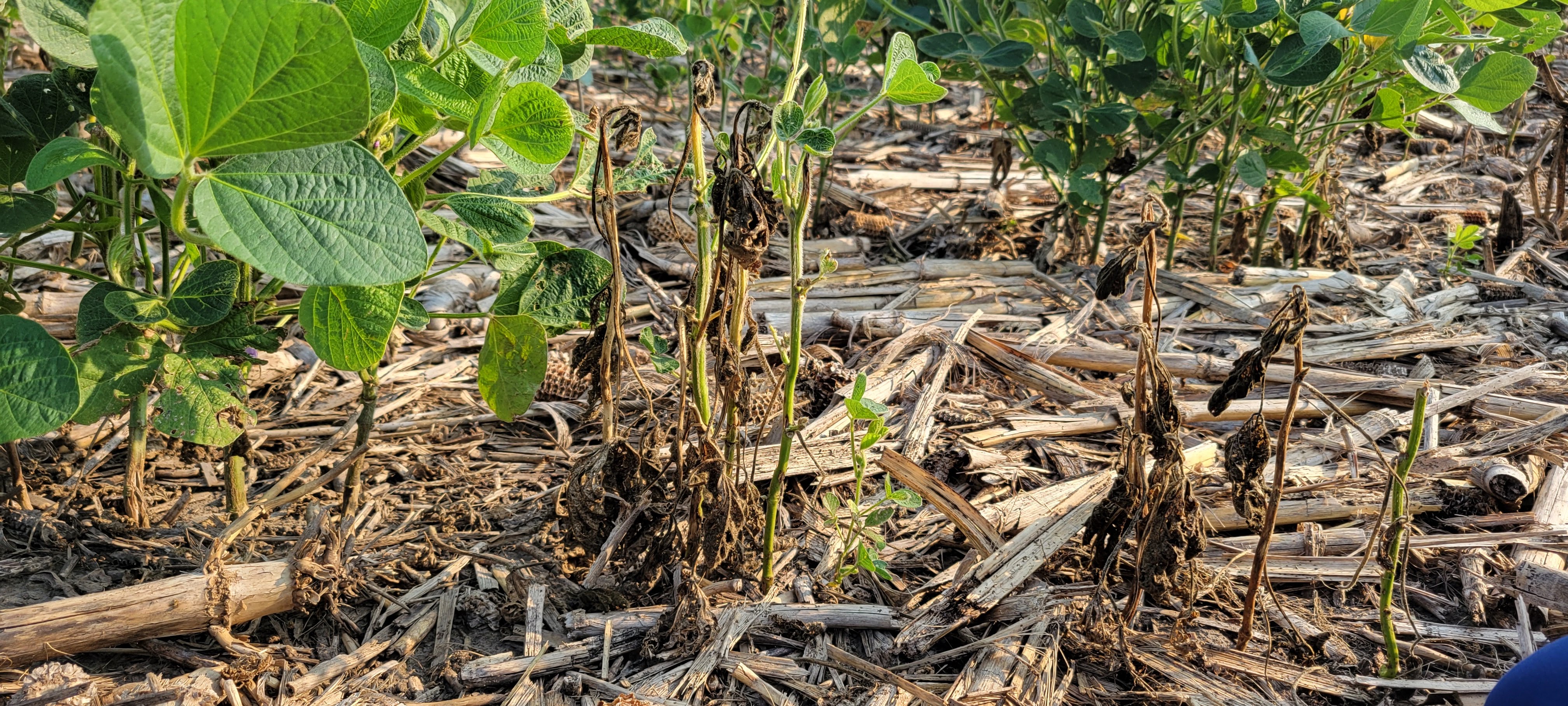 Photo of soybeans exhibiting symptoms of phytophthora root and stem rot.