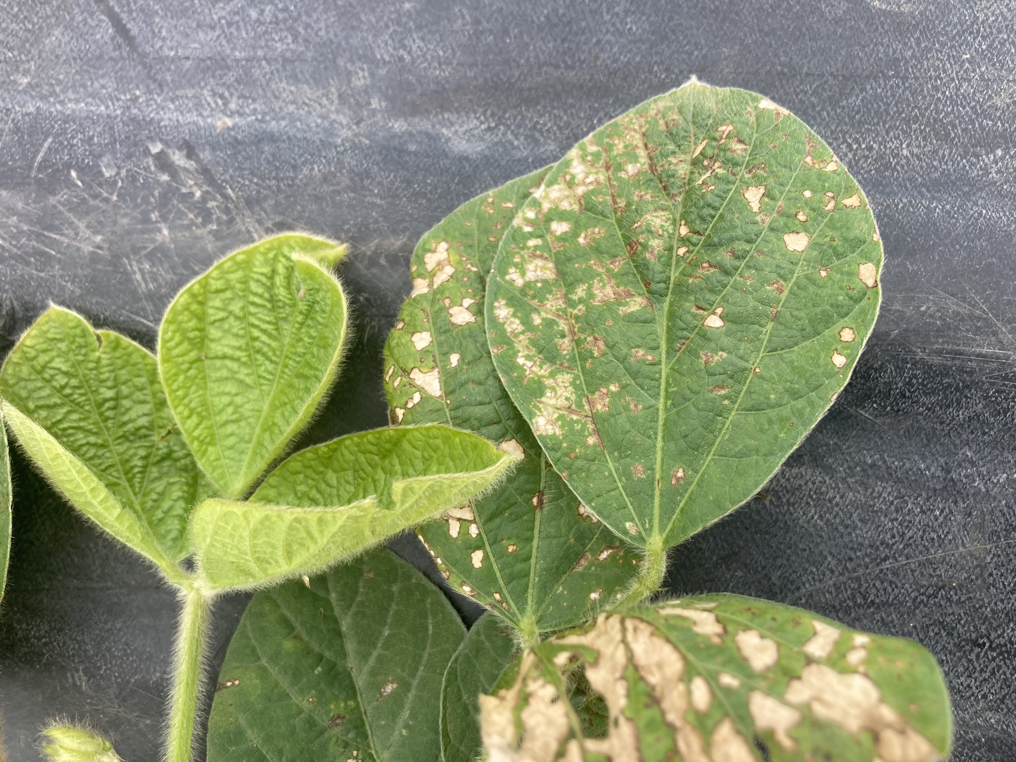 Photo of soybean leaves displaying herbicide injury symptoms of chlorotic and necrotic spots.