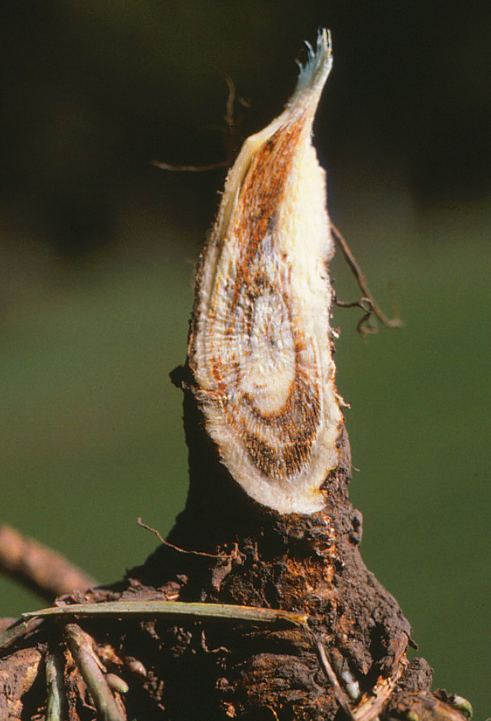 Fusarium Wilt of Alfalfa