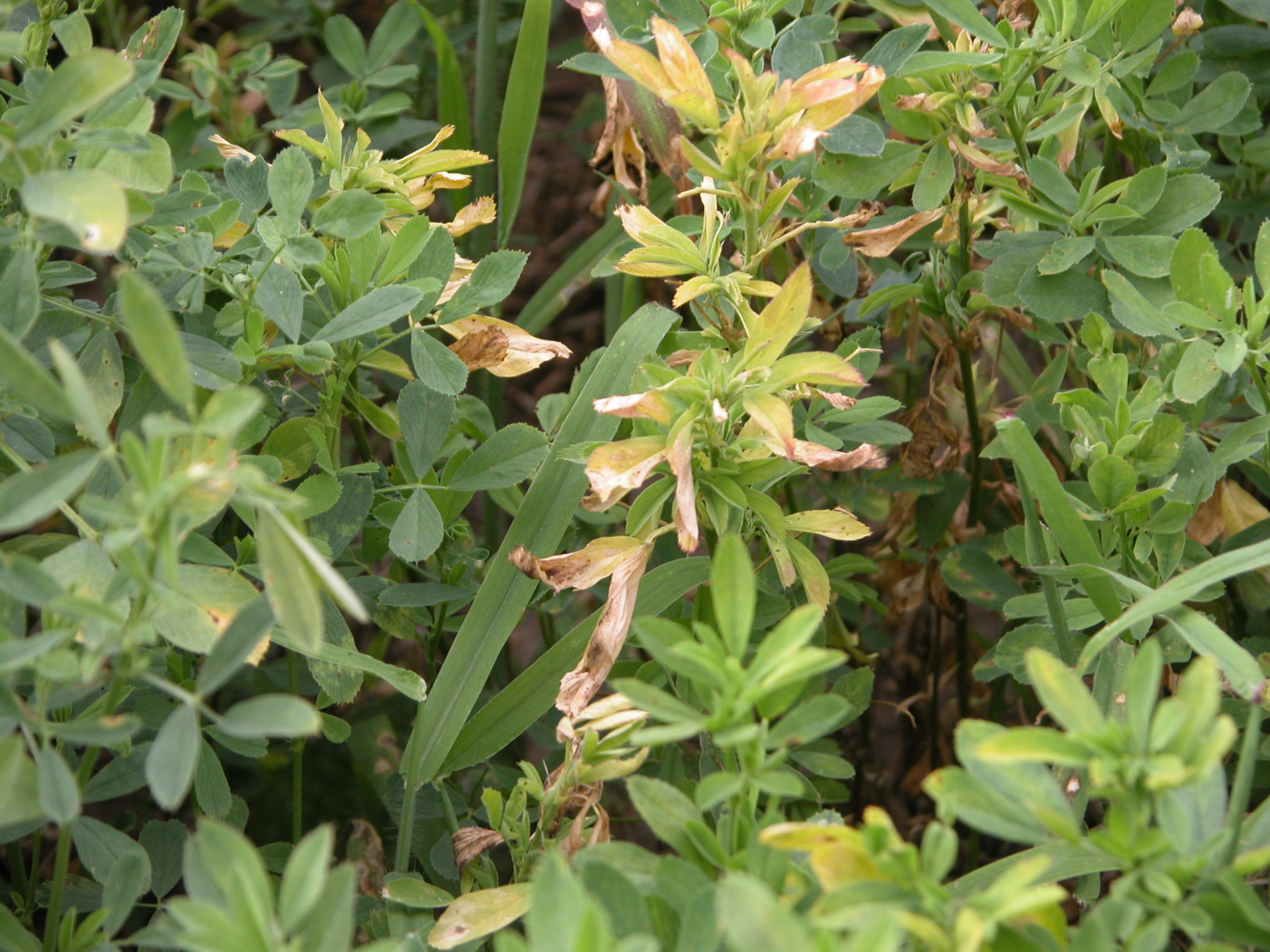 Verticillium Wilt of Alfalfa