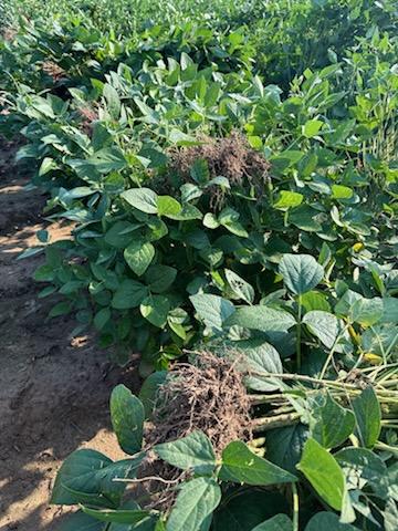 Photo of a soybean field with bunches of plants uprooted.