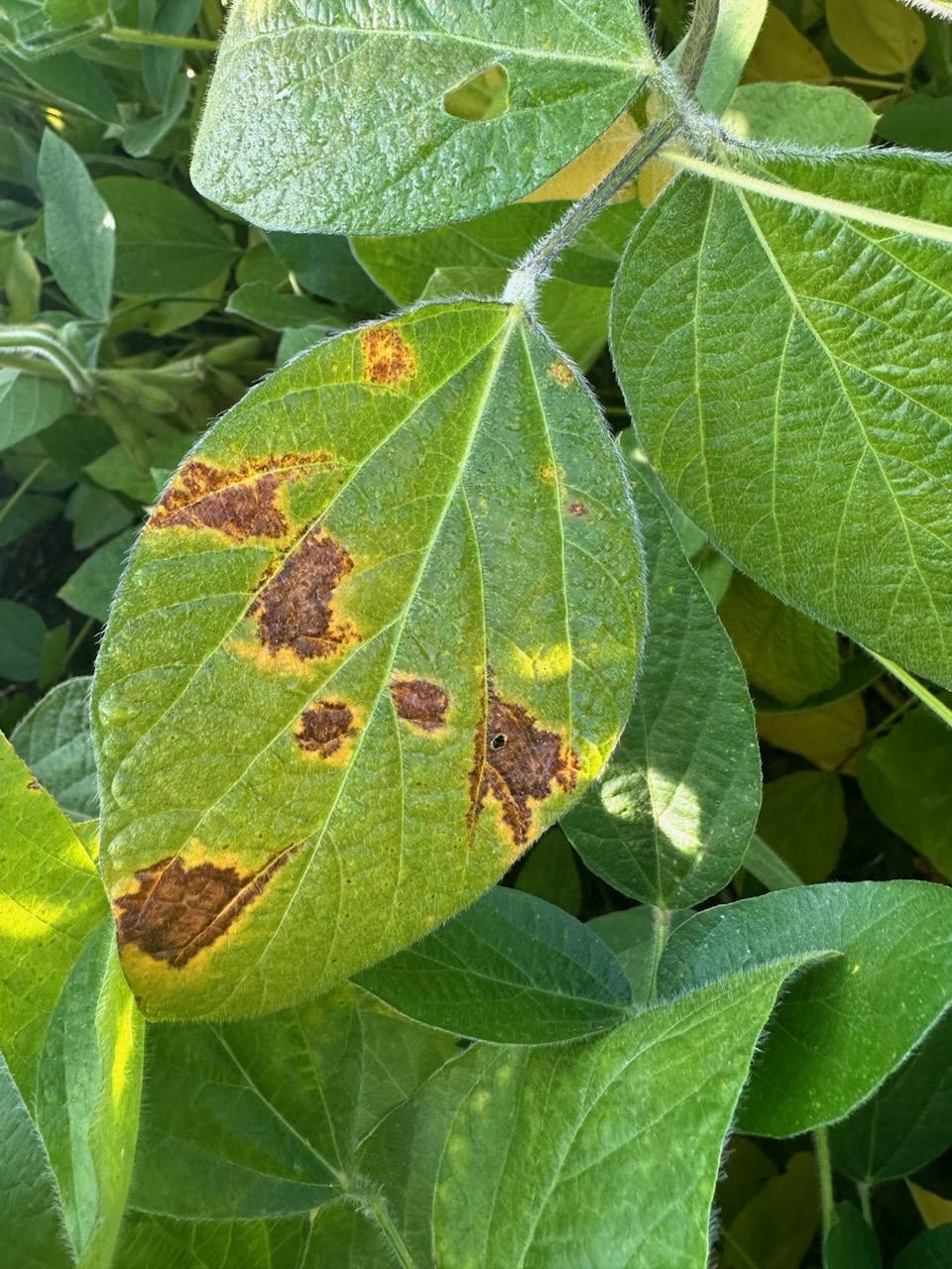 Up close photo of a soybean leaf with several brown/yellow lesions due to soybean vein necrosis virus.