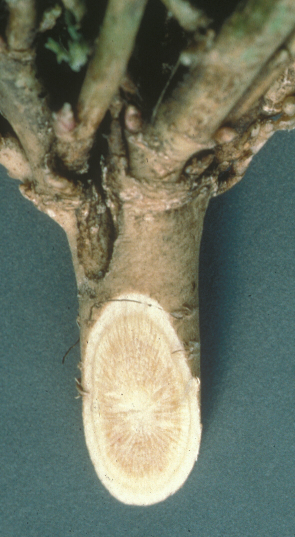 Bacterial Wilt of Alfalfa