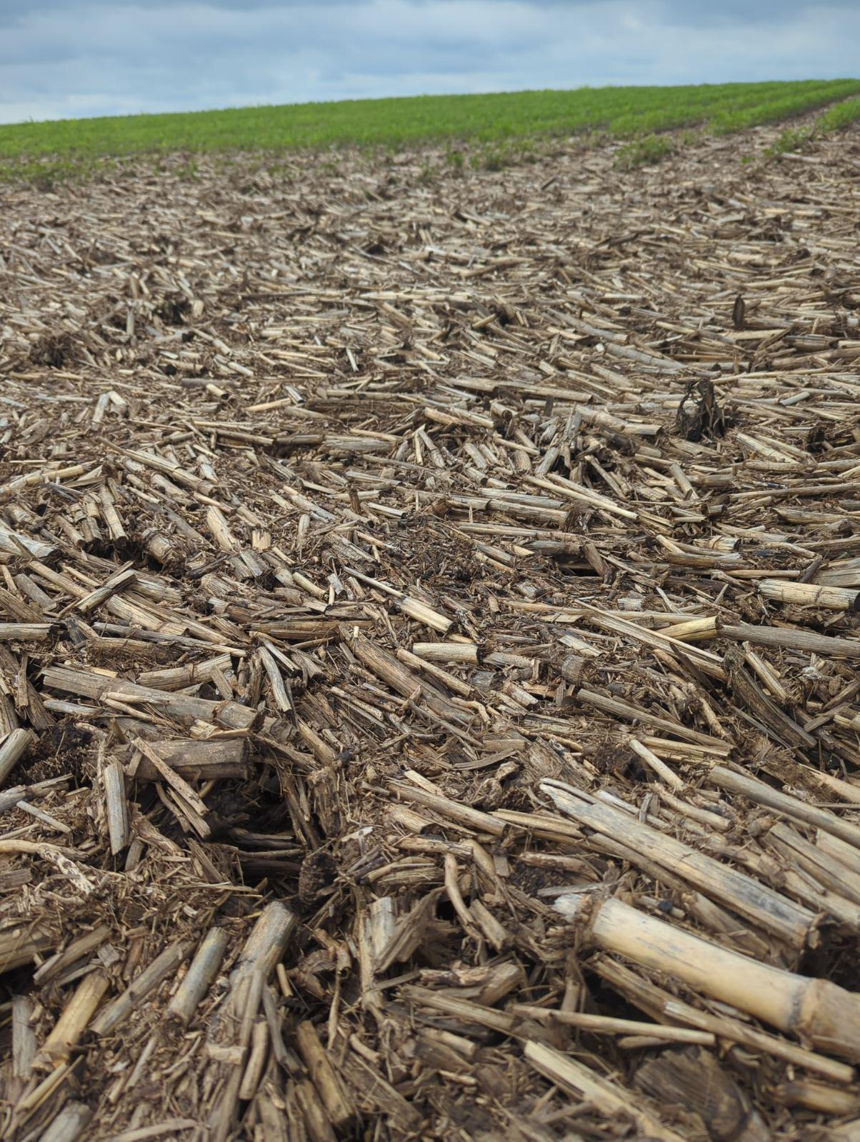 Photo of heavy crop debris that was left after a flood.