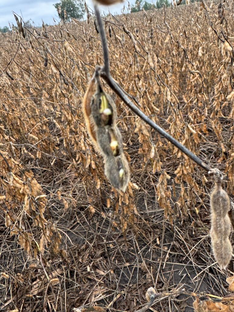 Photo of soybean seeds that have sprouted in the pods.