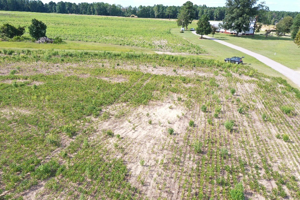 Aerial photo of a soybean field with patchy stands due to root knot nematode.