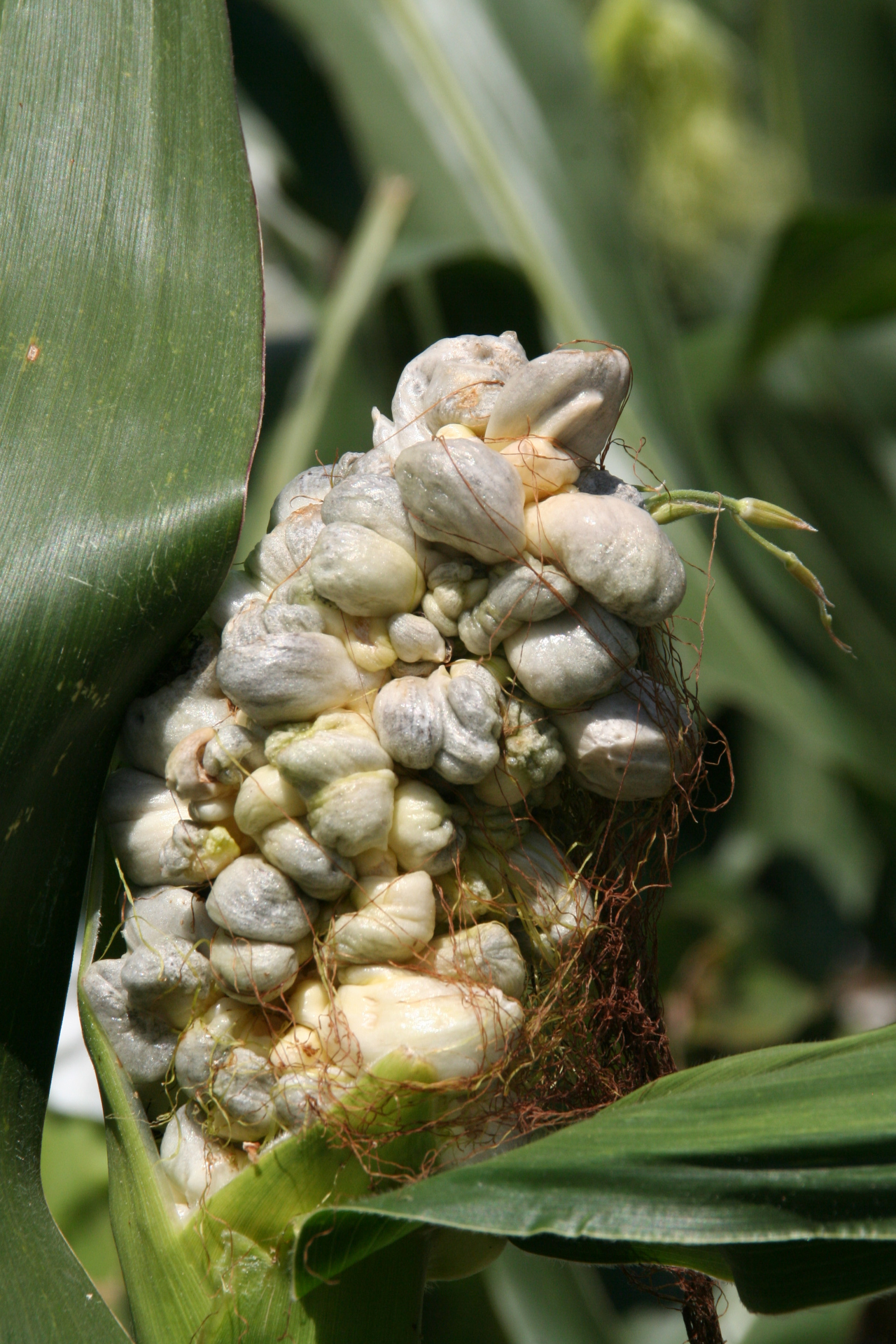 Common Smut of Corn