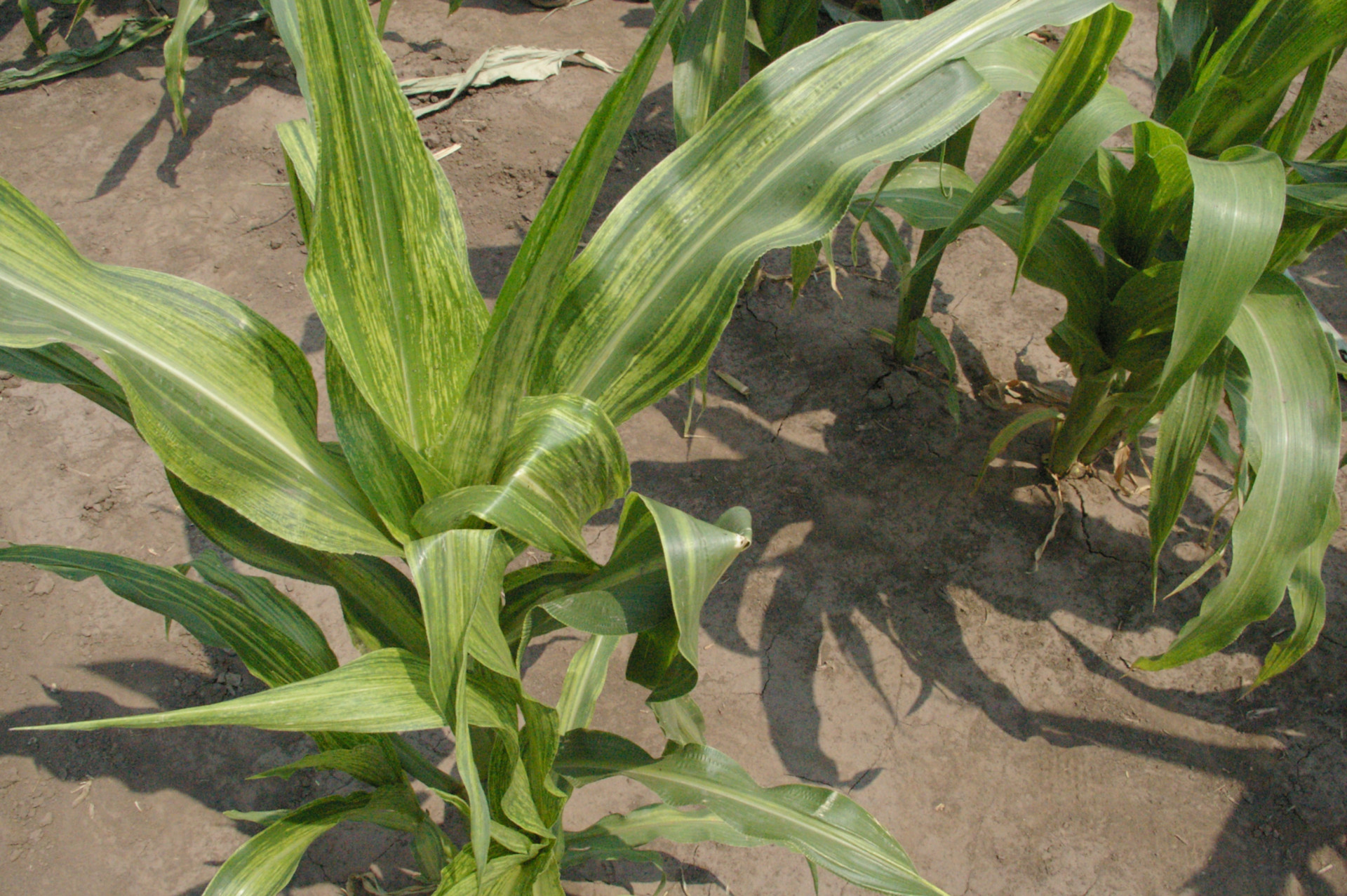 Maize Dwarf Mosaic of Corn