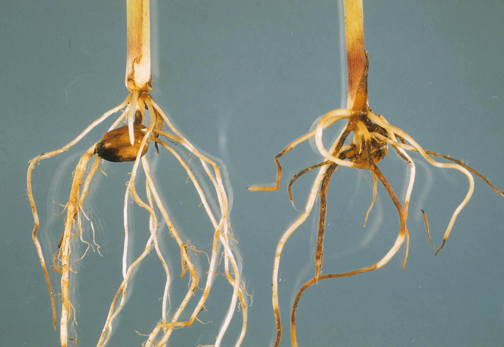 Root Rots of Corn