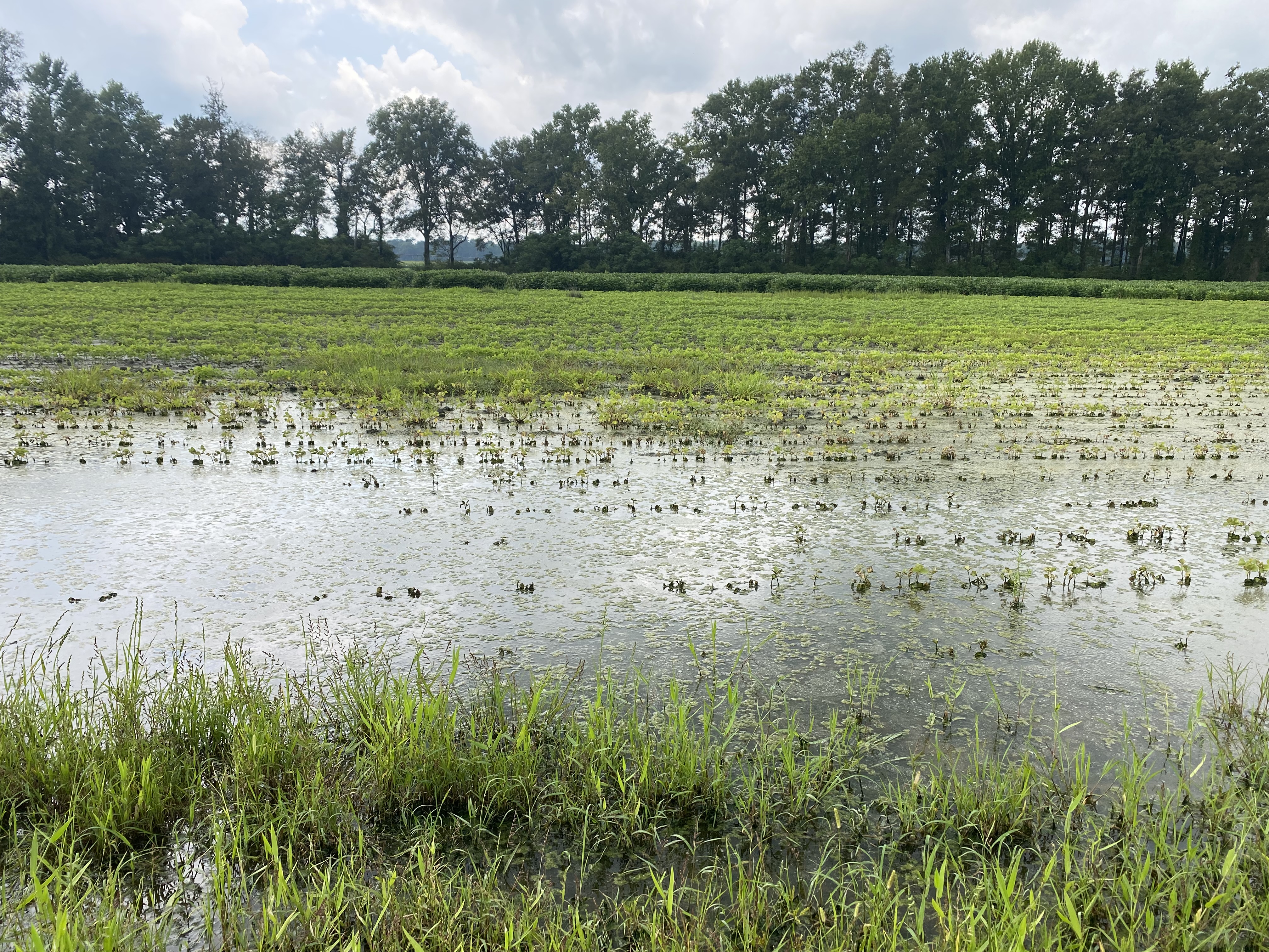 A flooded soybean field.