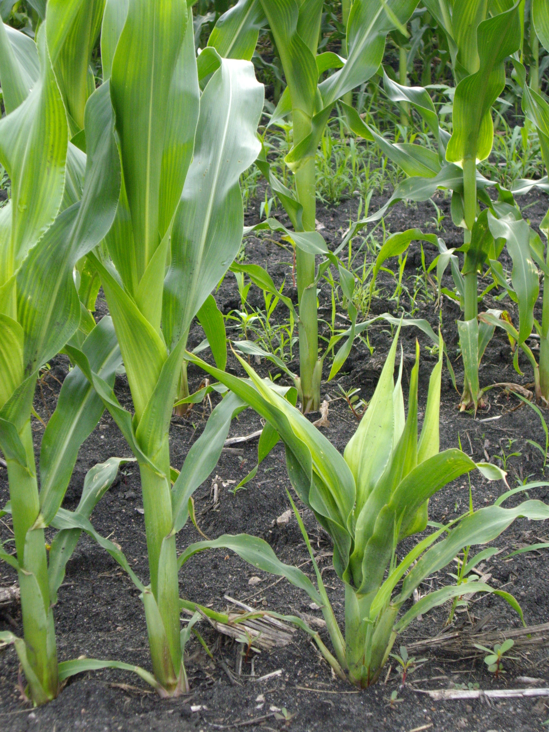 Crazy Top of Corn