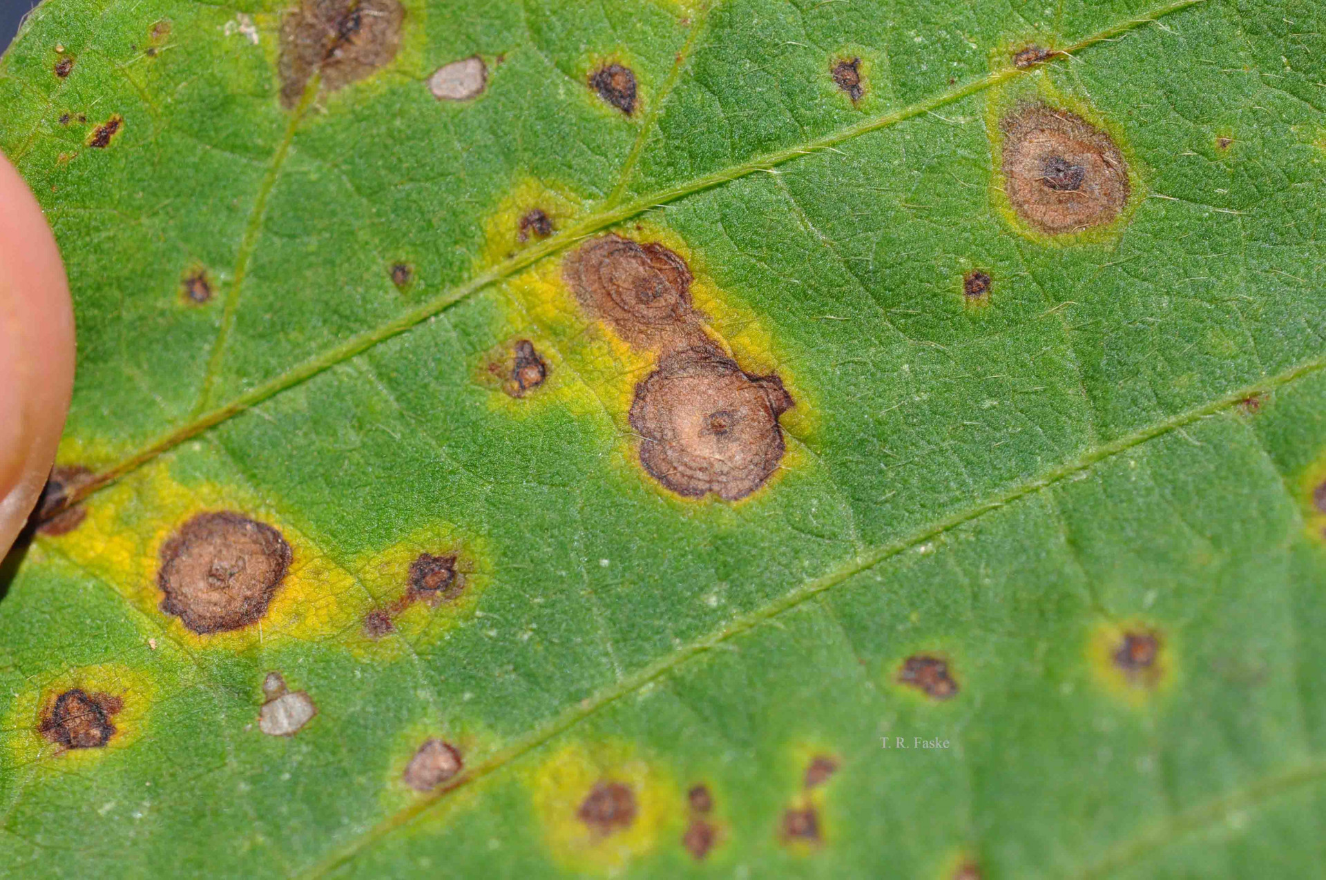 Wildfire of Soybeans