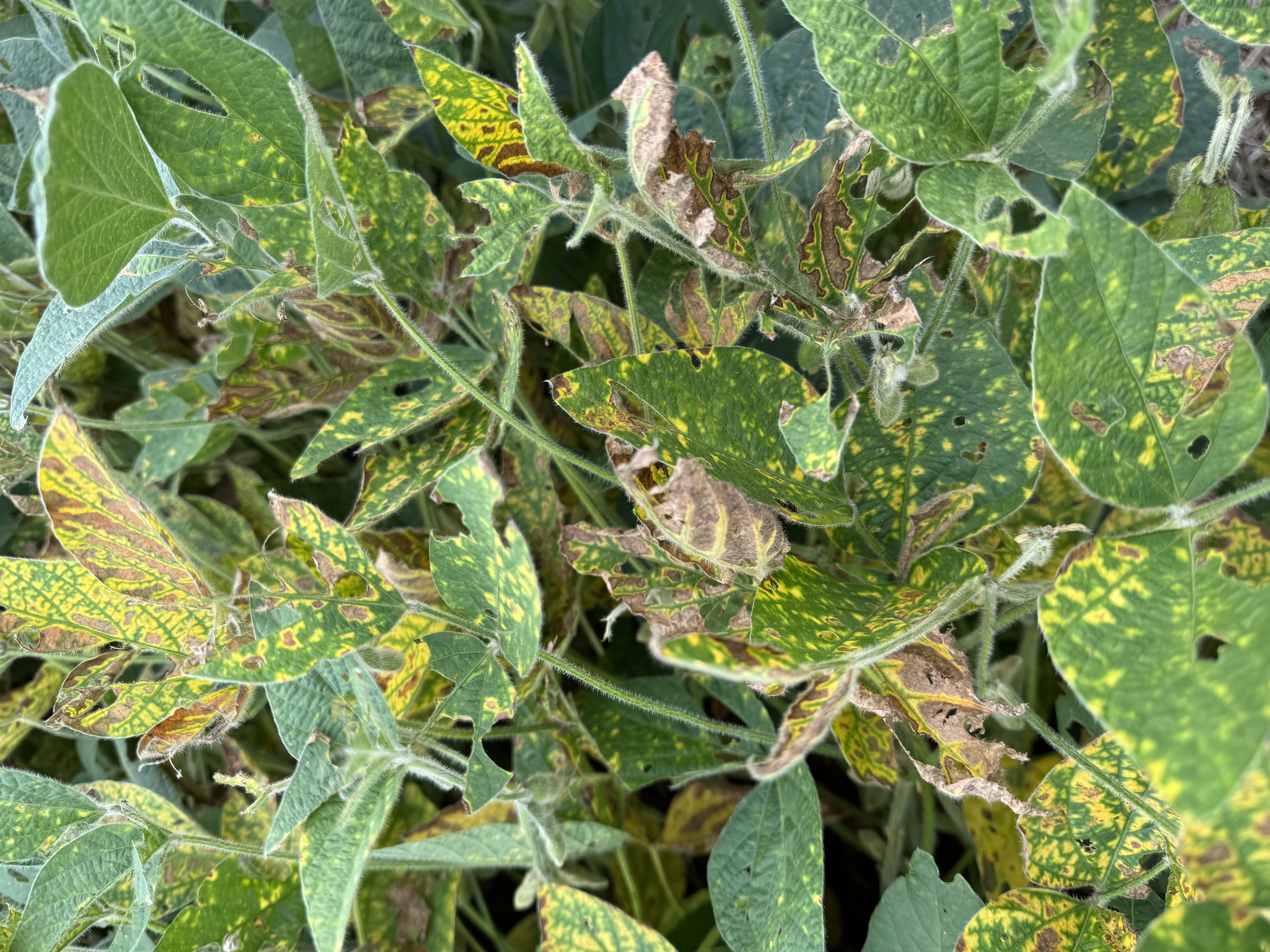 Soybean leaves that are very chlorotic with necrotic spots due to sudden death syndrome.