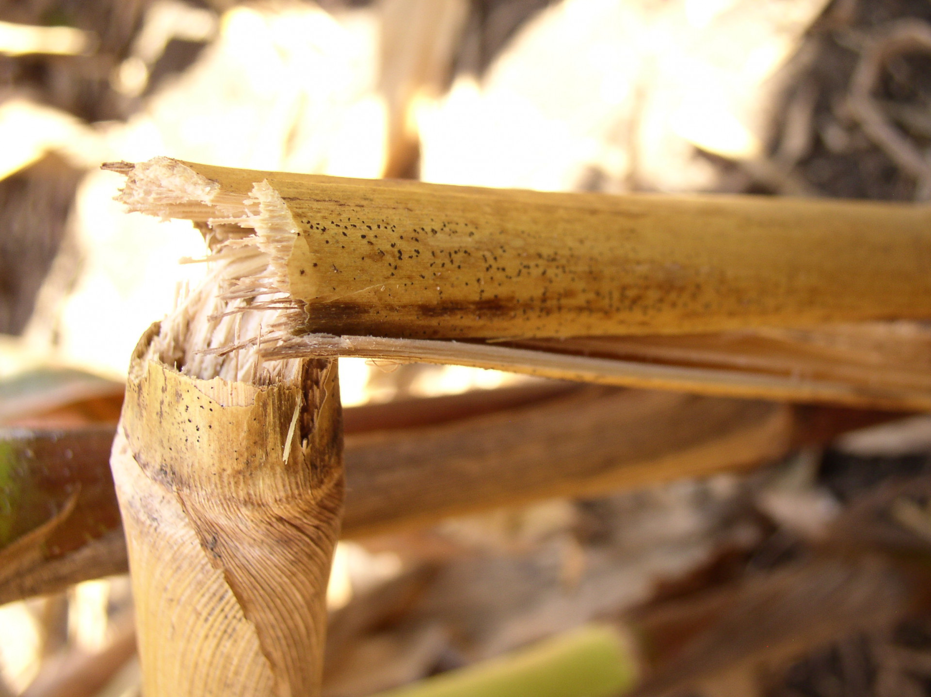 Diplodia Stalk Rot of Corn