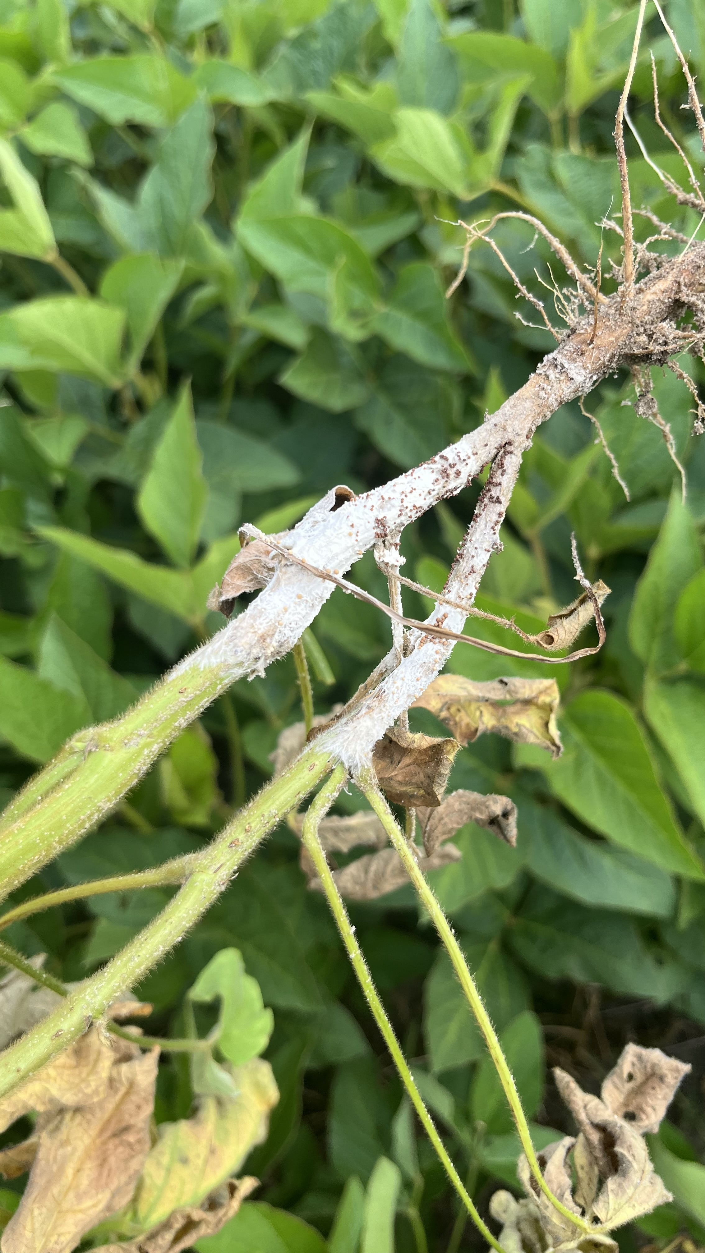 Photo of a soybean plant that has been uprooted and is showing symptoms of southern blight.