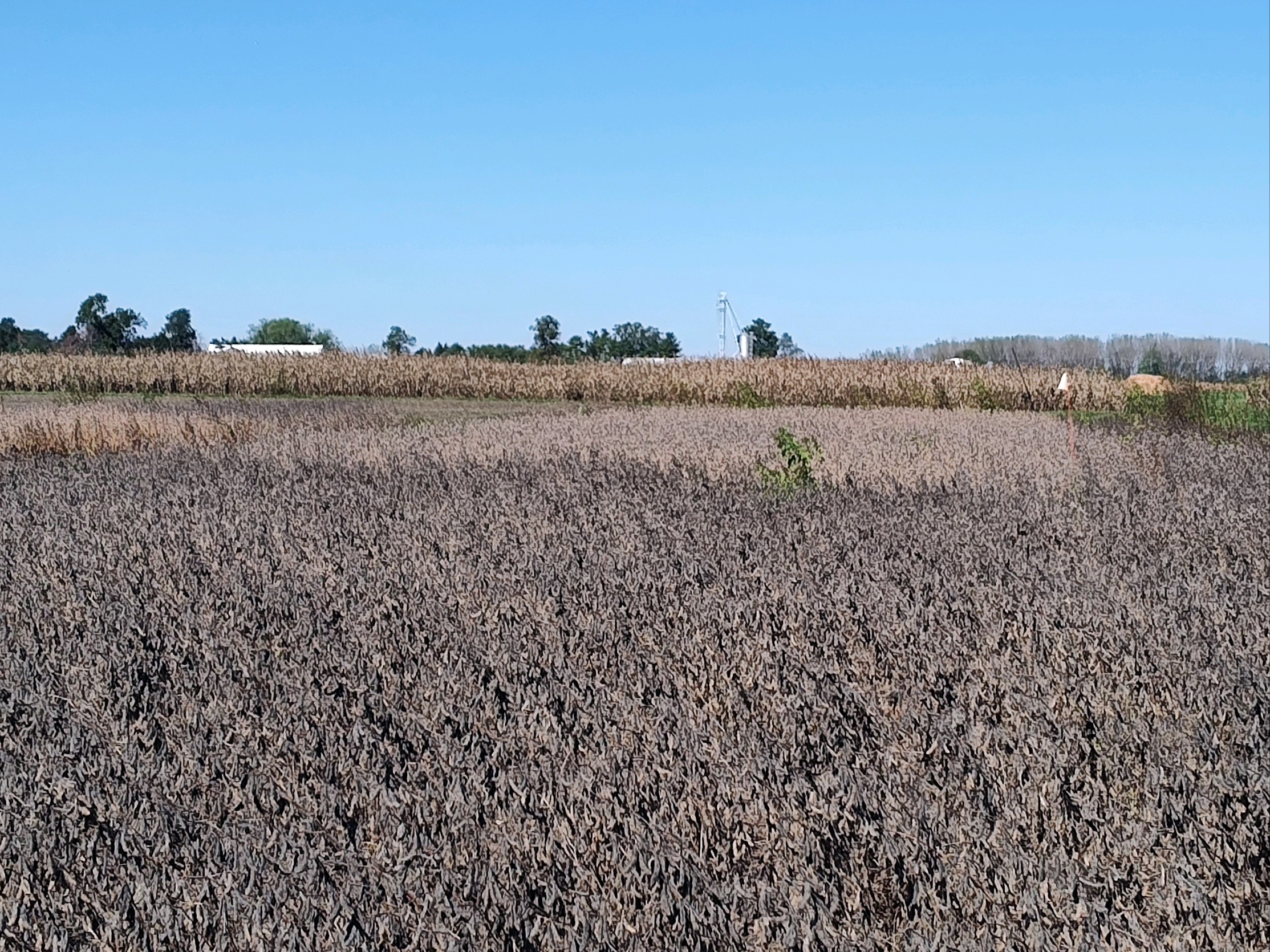 A soybean field exhibiting blackened soybean plants.