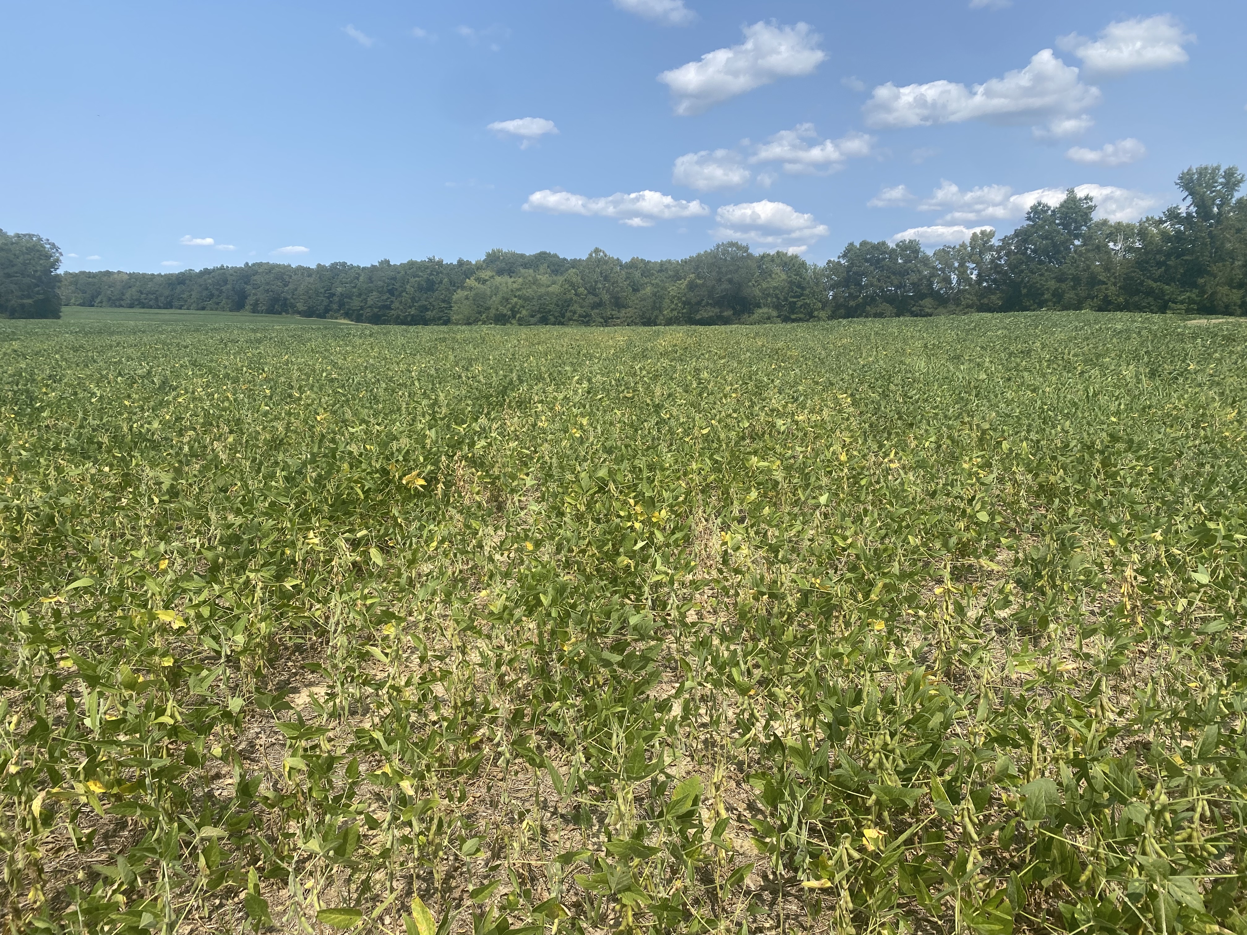 A field of soybeans with soybean vein necrosis virus.