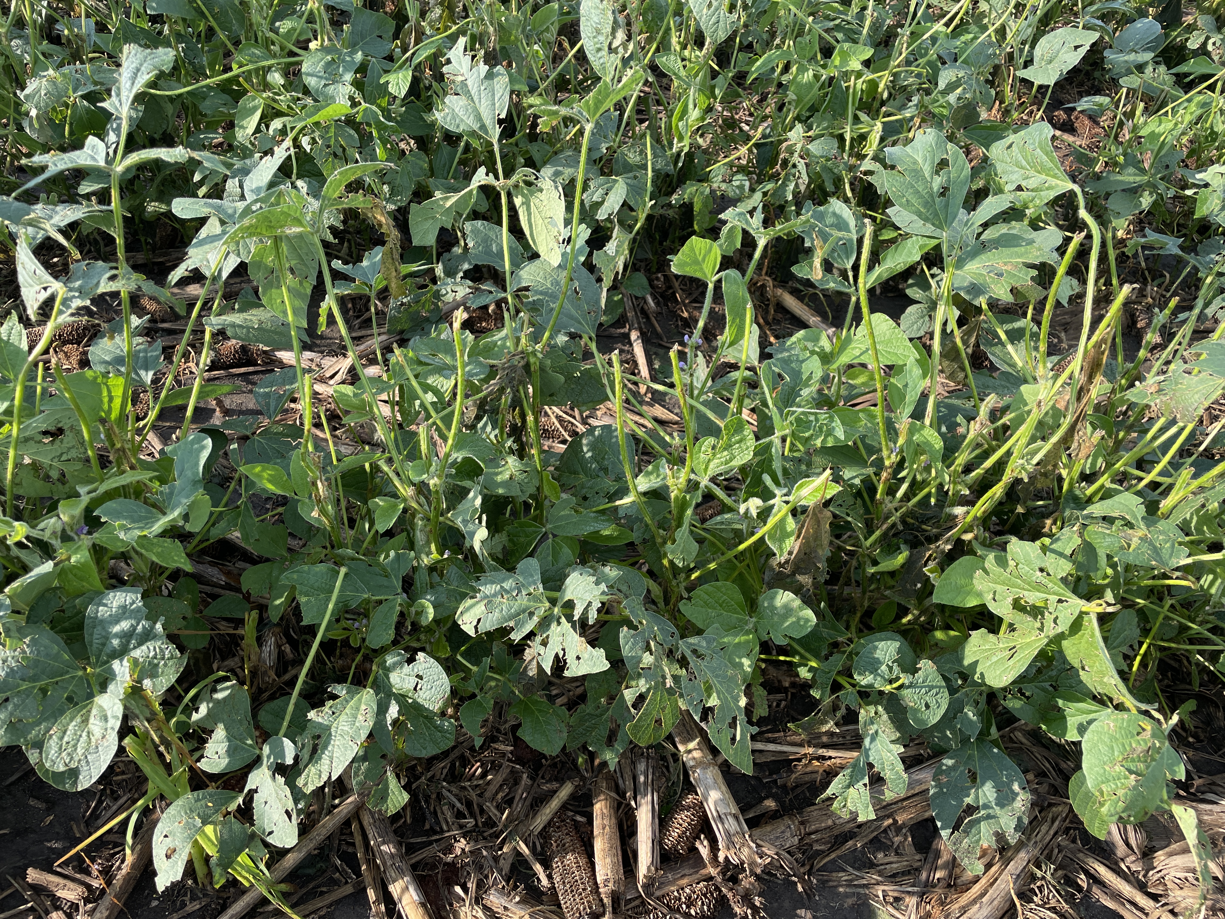 Photo showing a row of hail damaged soybeans. Many stems are snapped and most leaves have tears.