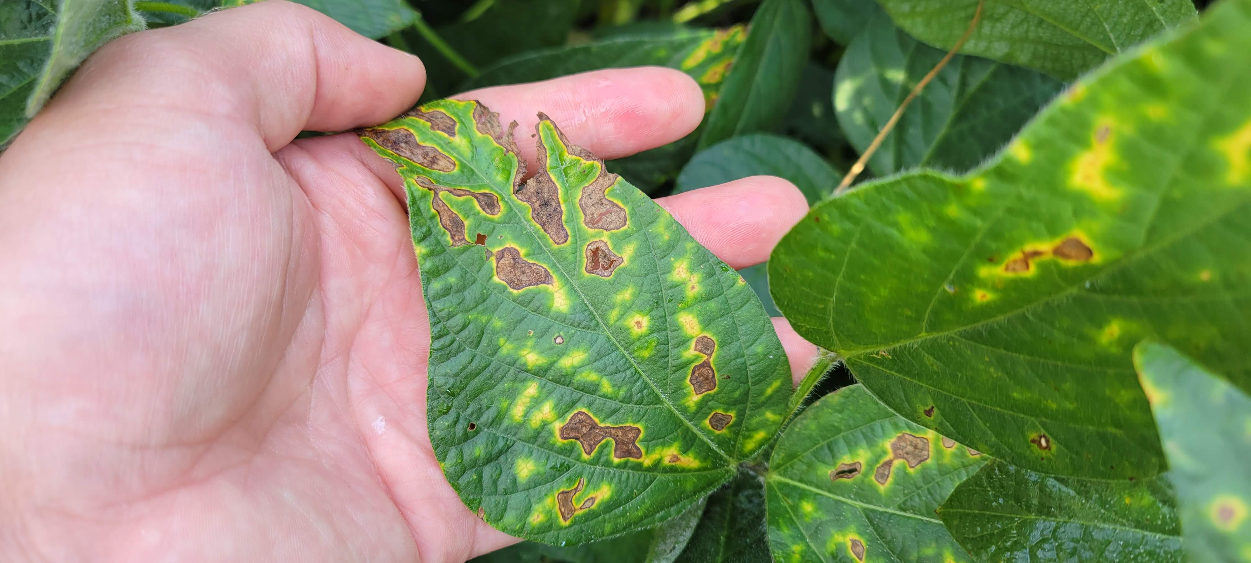 Up close photo of a hand holding a soybean trifoliate displaying symptoms of fungicide phytotoxicity. Leaves have interveinal chlorosis and some leaf tissue has become necrotic and brown.