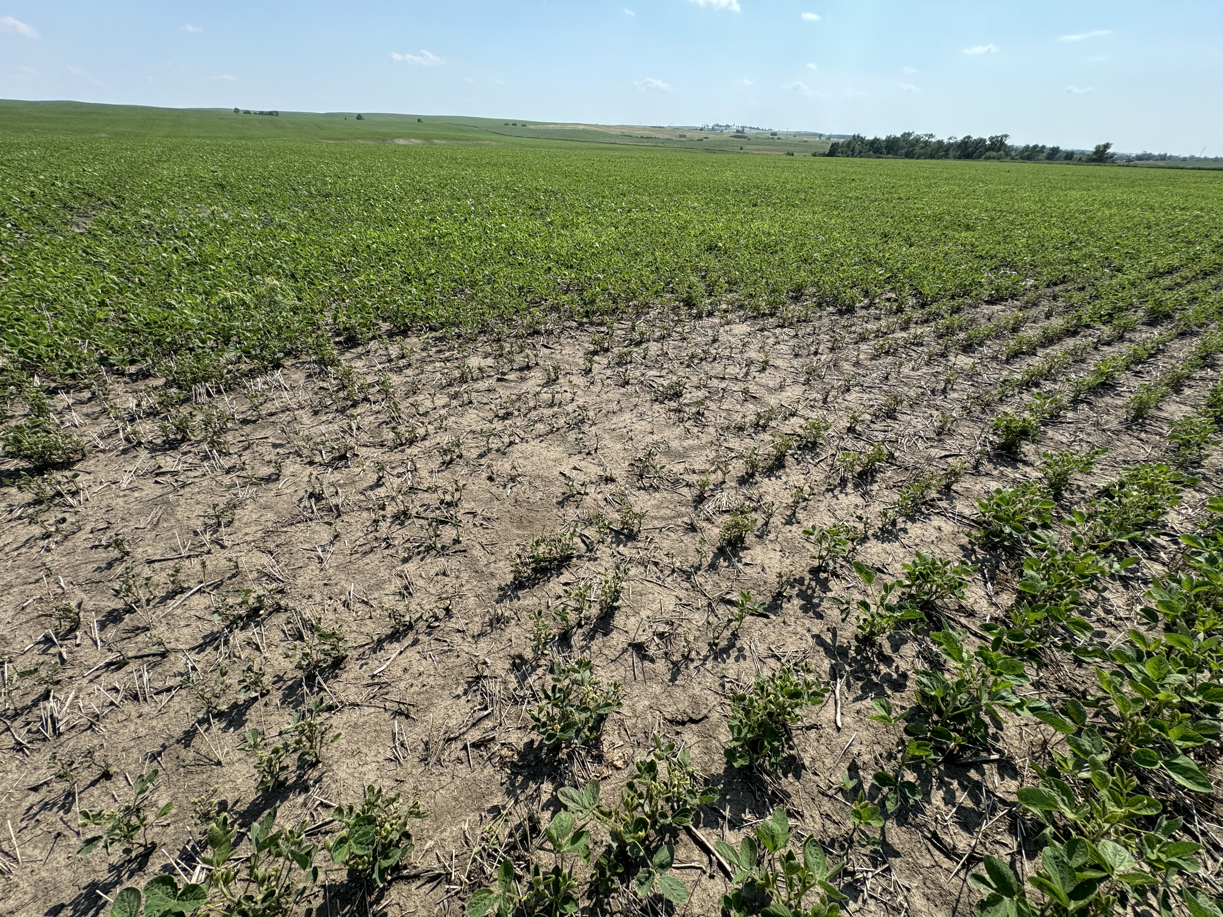 Photo of a soybean field with a patch of seedling diseases.