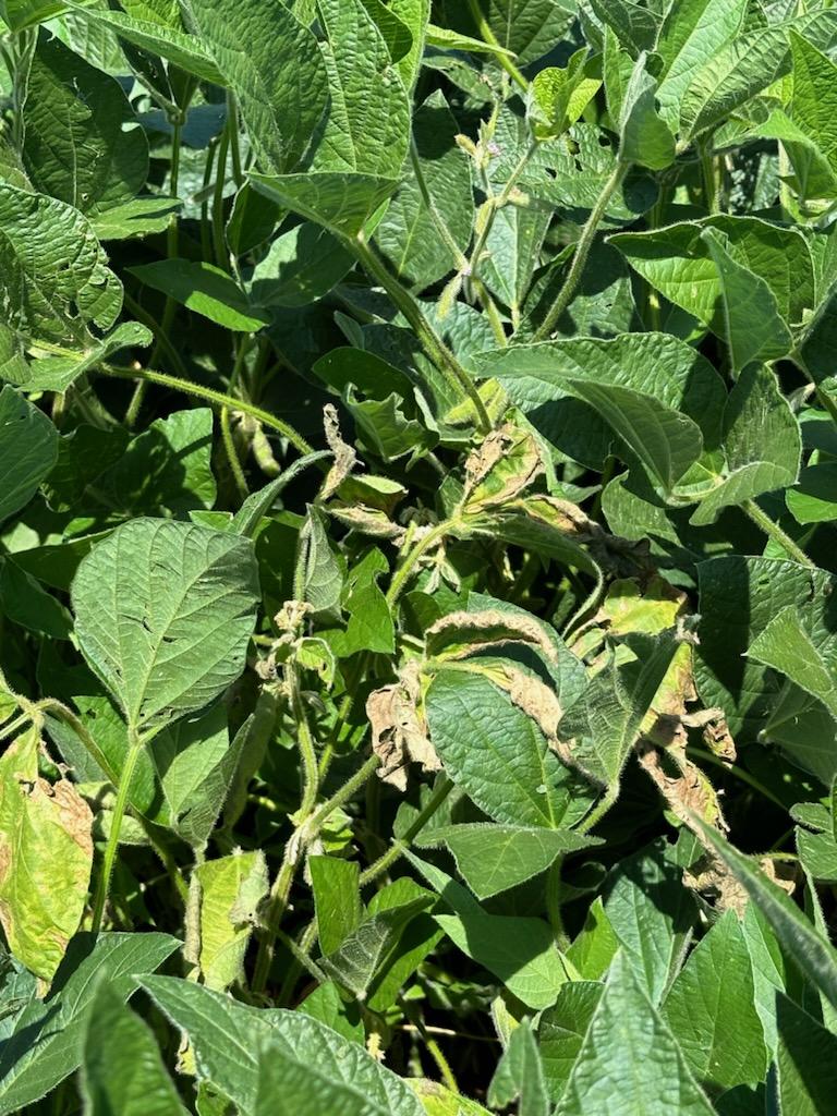 Photo of soybean canopy displaying symptoms of white mold.