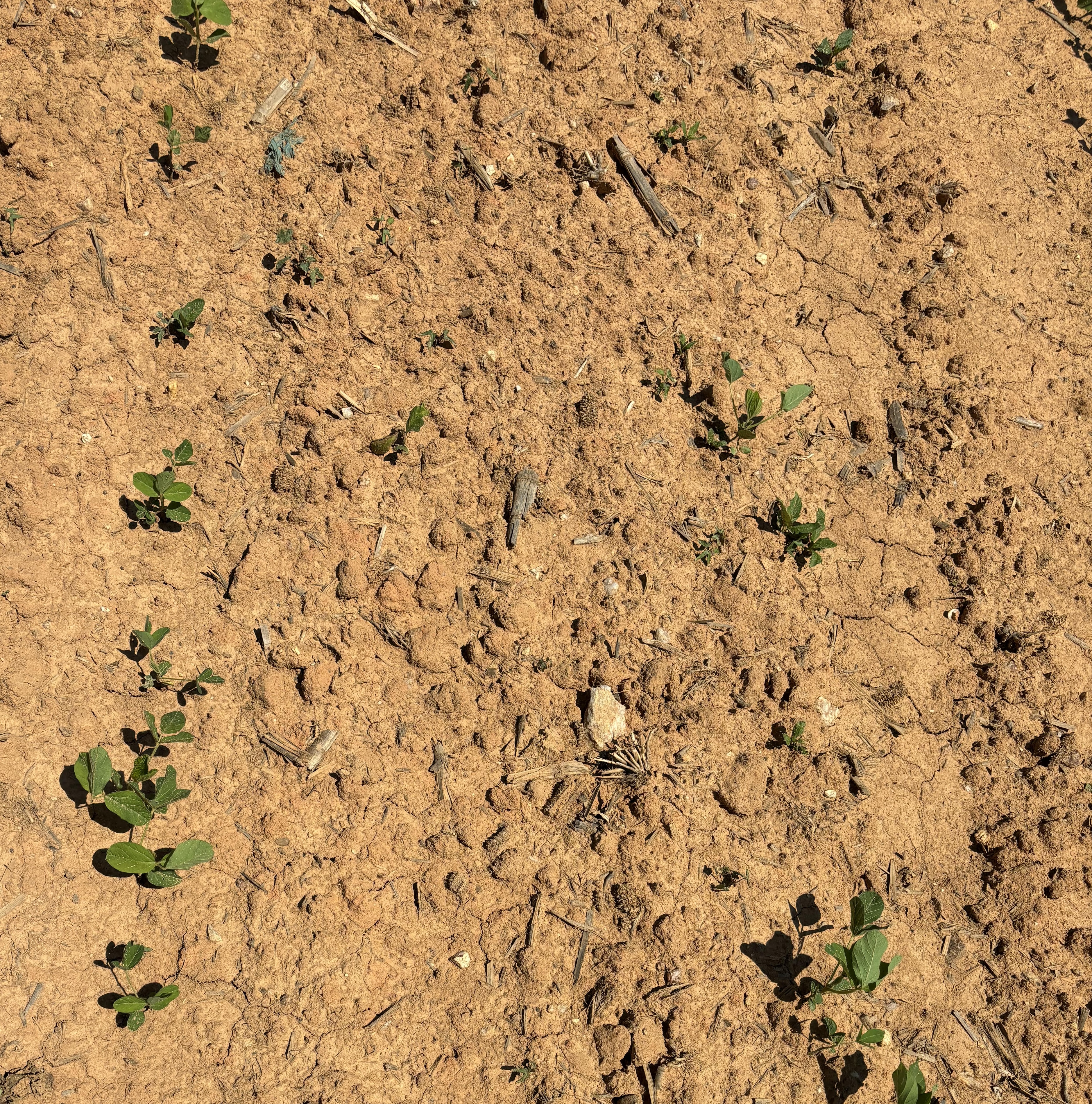 Photo of young soybean plants showing drought stress. The ground is dry and cracked.