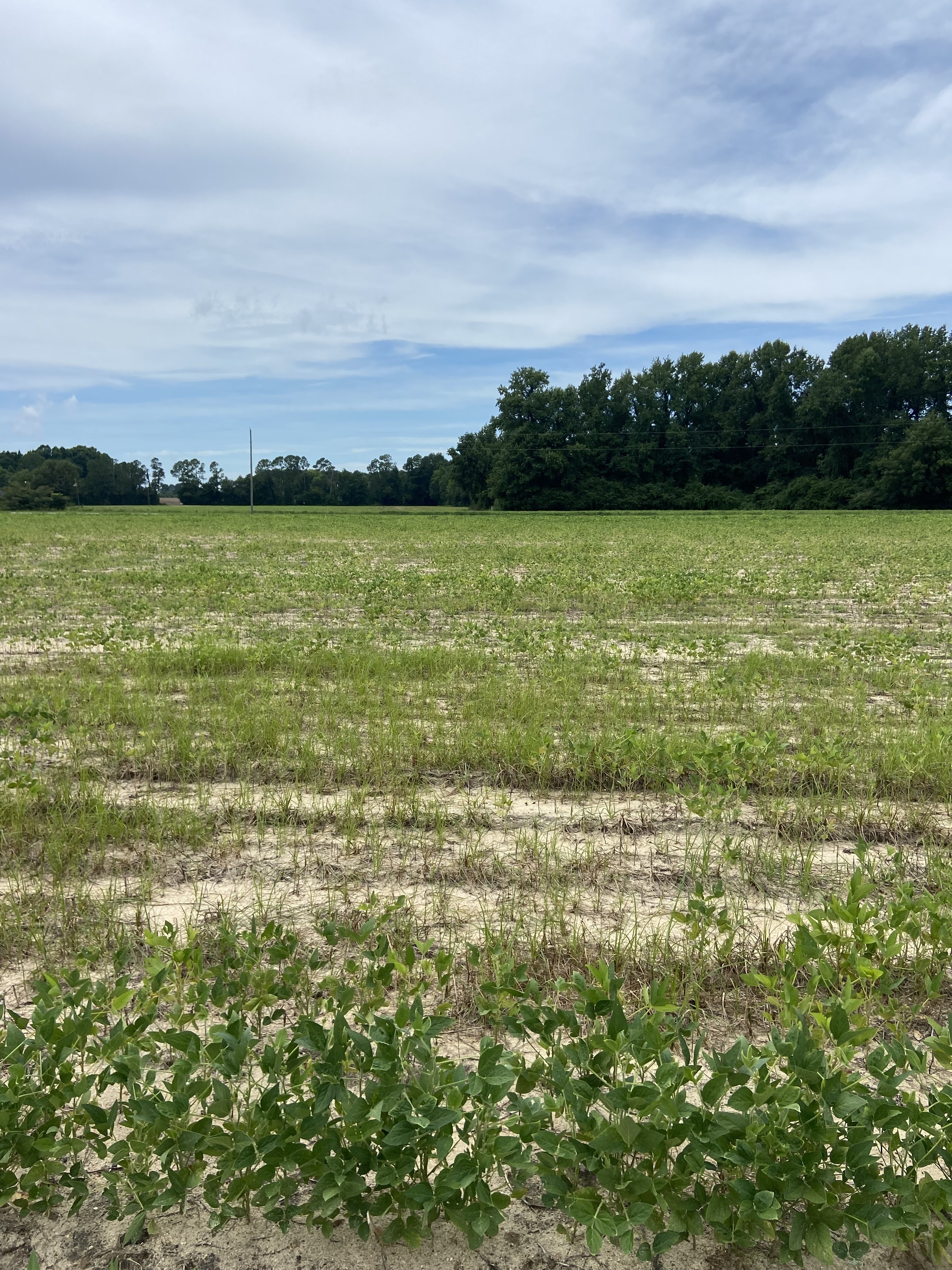 Photo of a soybean field affected by root knot nematode. There are patches without soybeans growing.