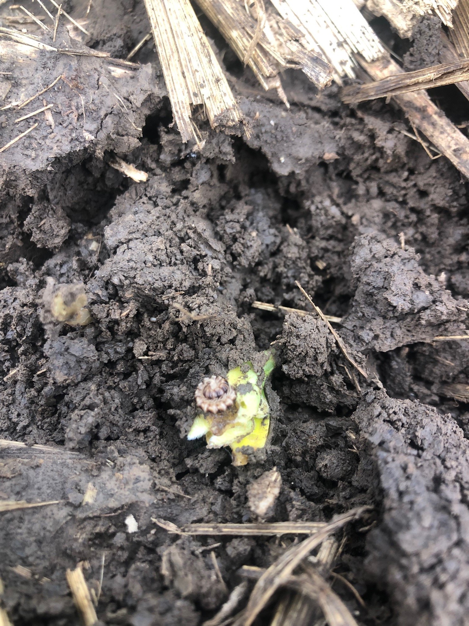 Up close photo of a millipede on a damaged cotyledon emerging from the soil.